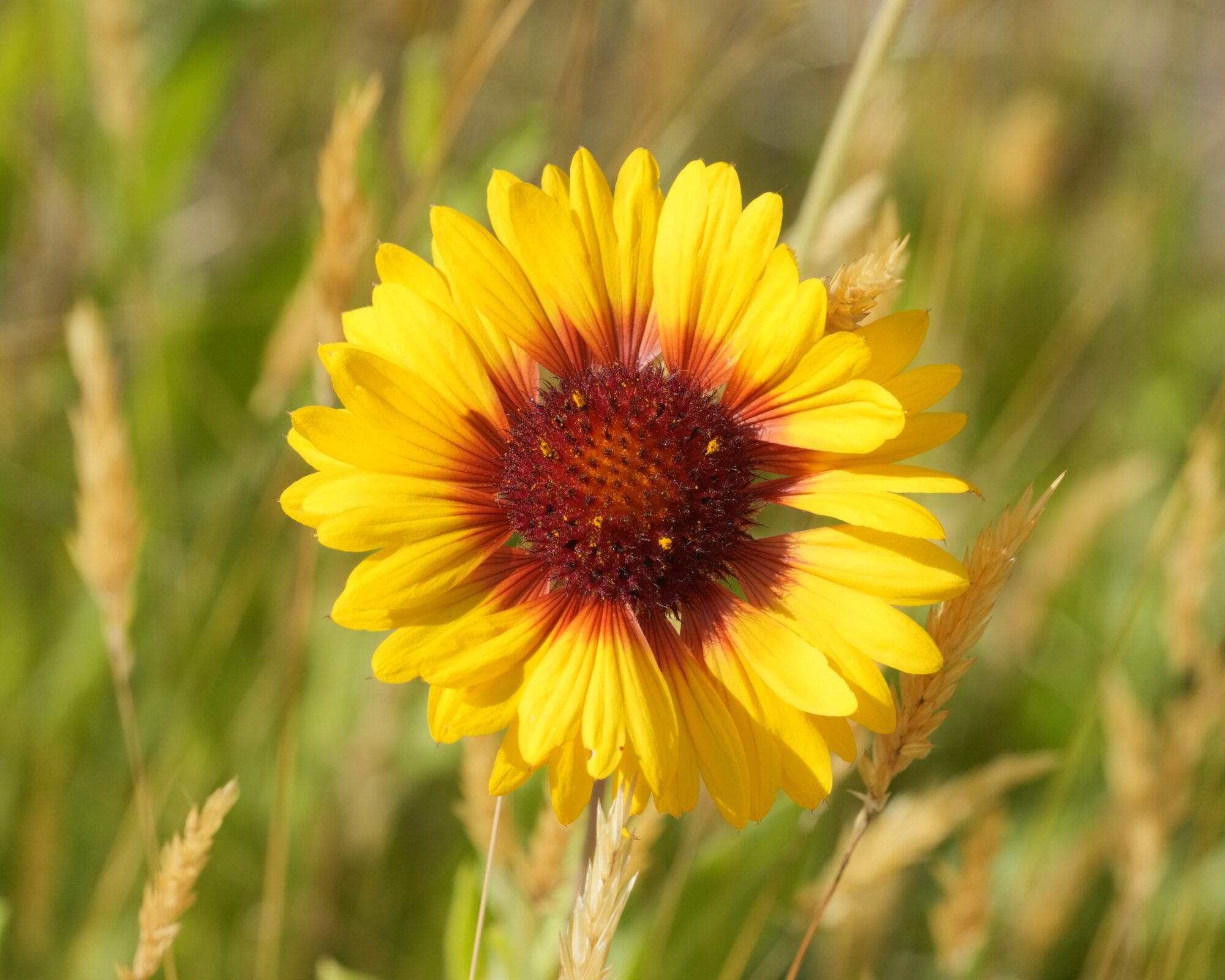 A bright red and yellow flower