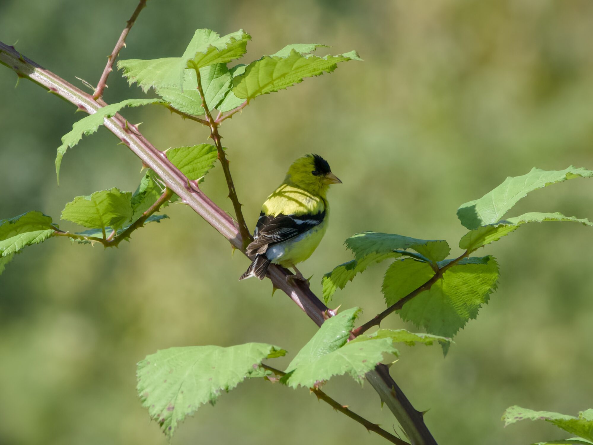 A male American Goldfinch in a branch, surrounded by green, partly in the shade