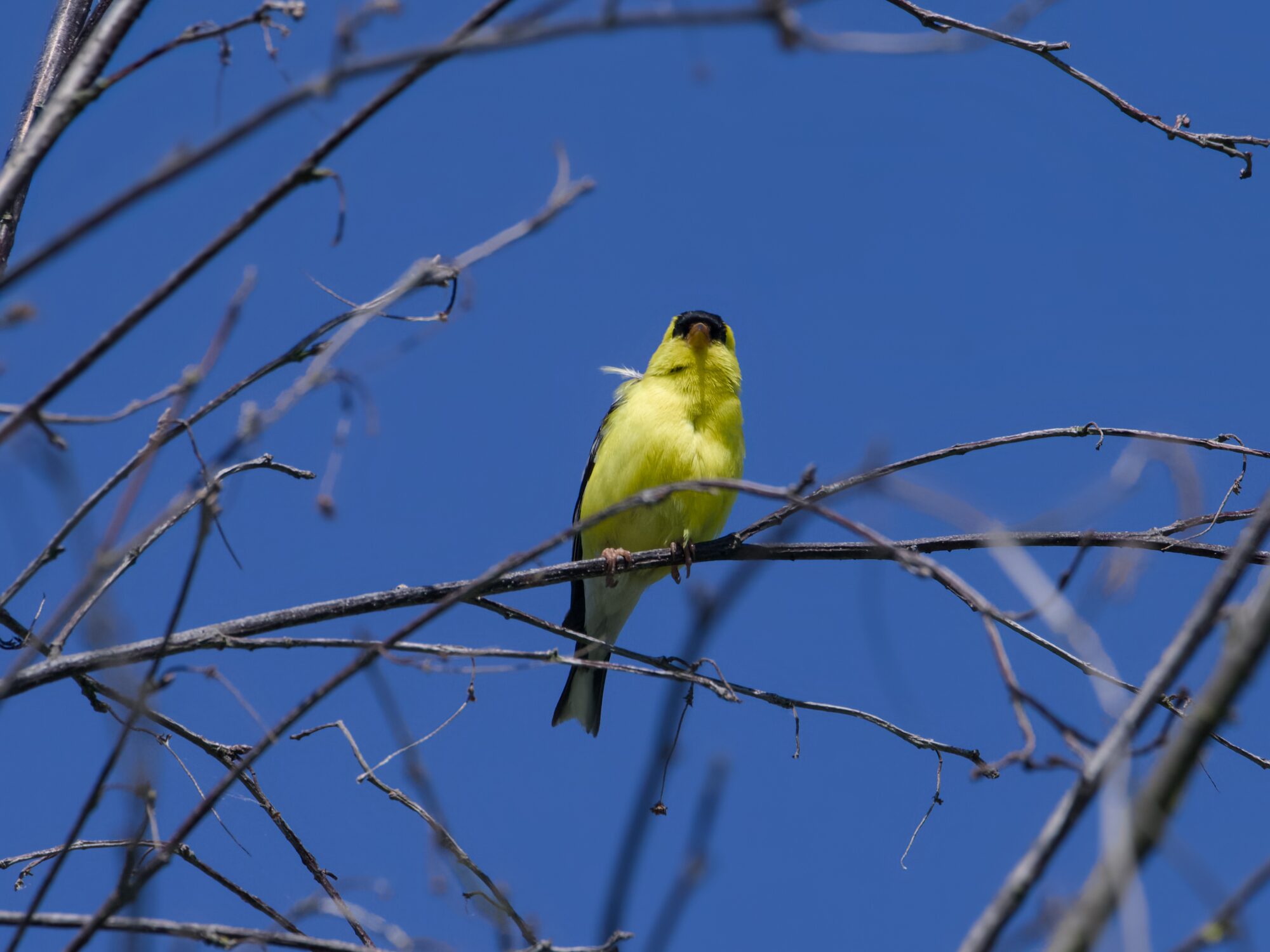 A male American Goldfinch up in a tree, against a solid blue sky