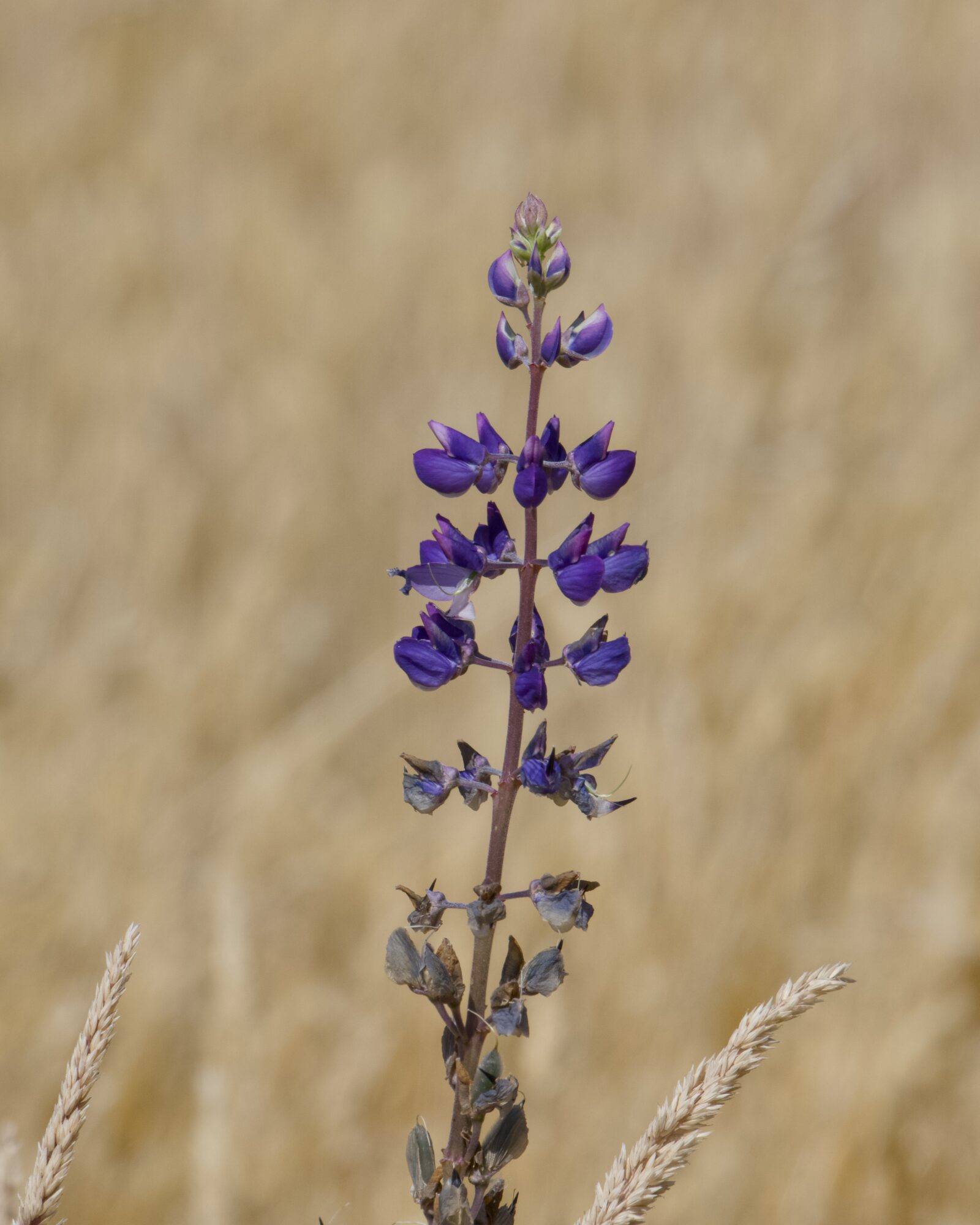 A cluster of dark purple flowers against warm yellow grasses