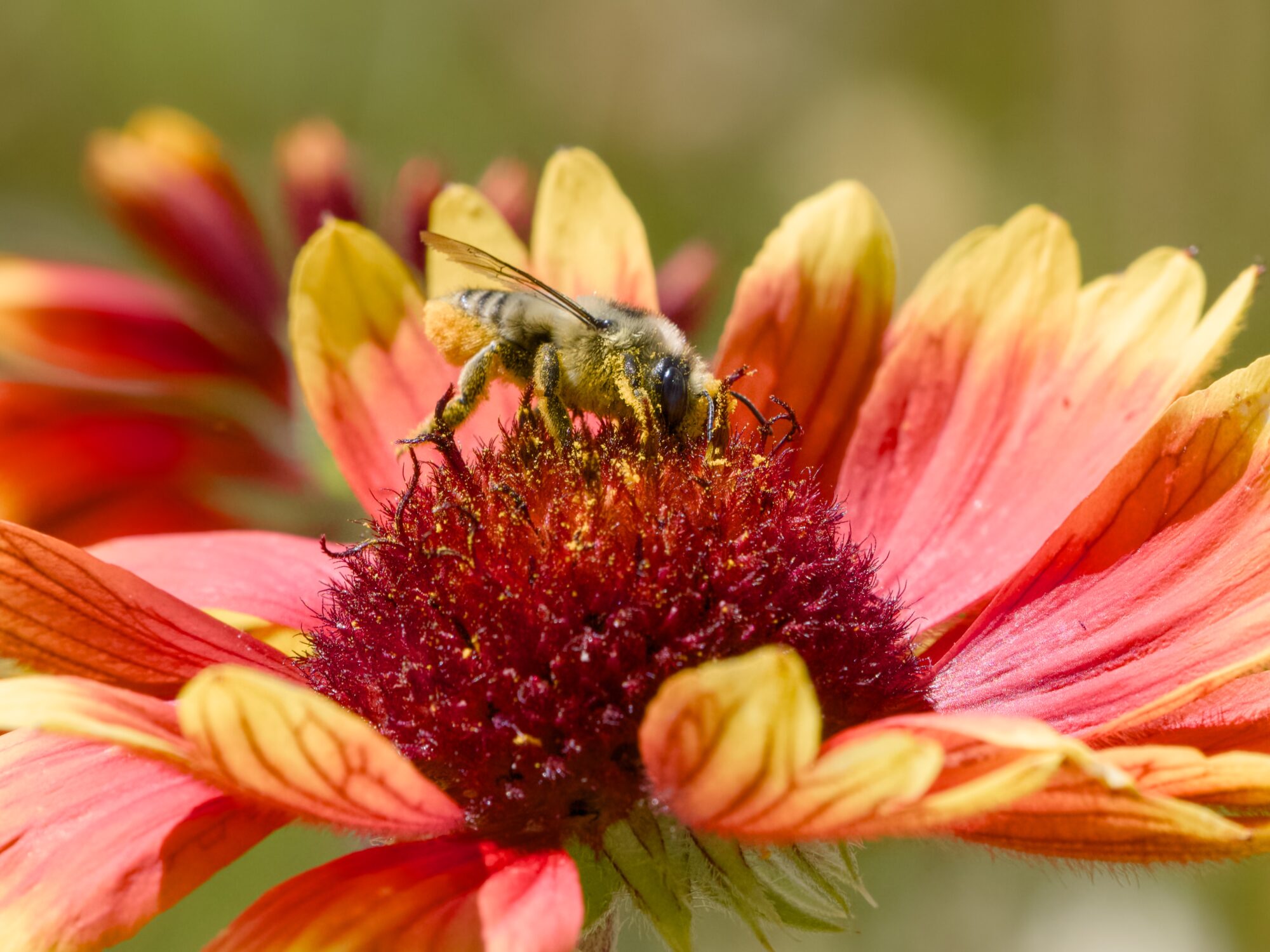 A leafcutter bee on a bright red and yellow flower