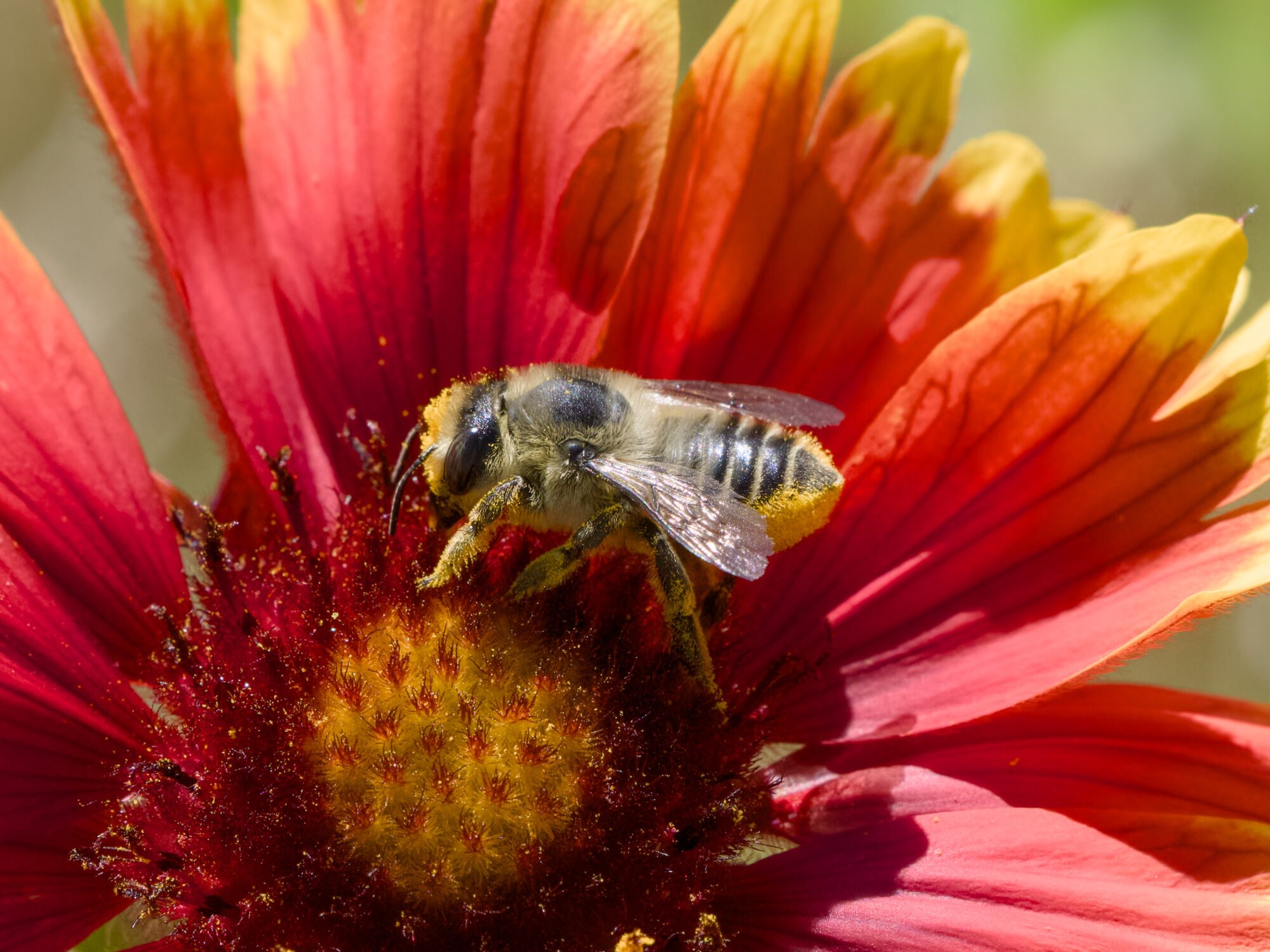 A leafcutter bee on a bright red and yellow flower
