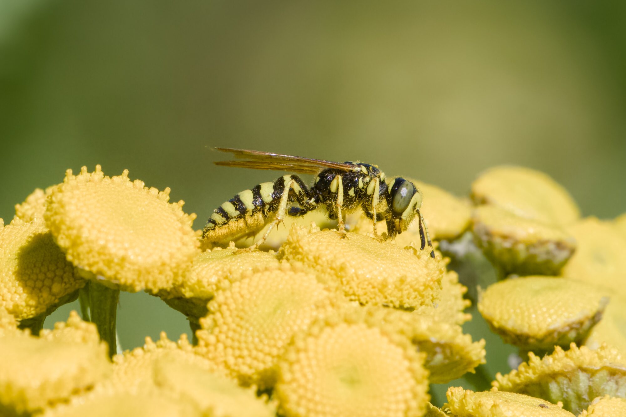 A sand wasp on tansy