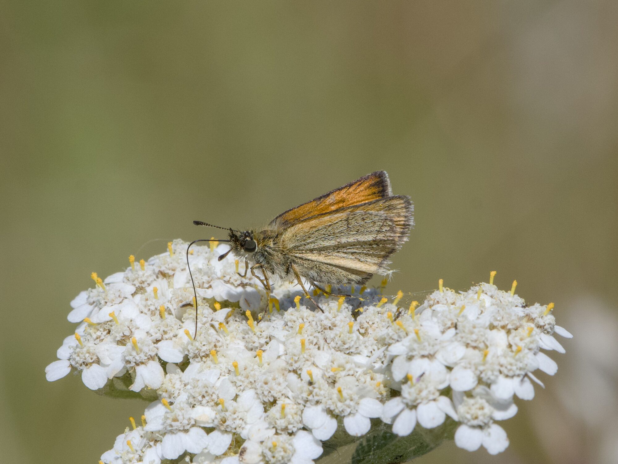 A Woodland Skipper butterfly on a bunch of tiny white flowers