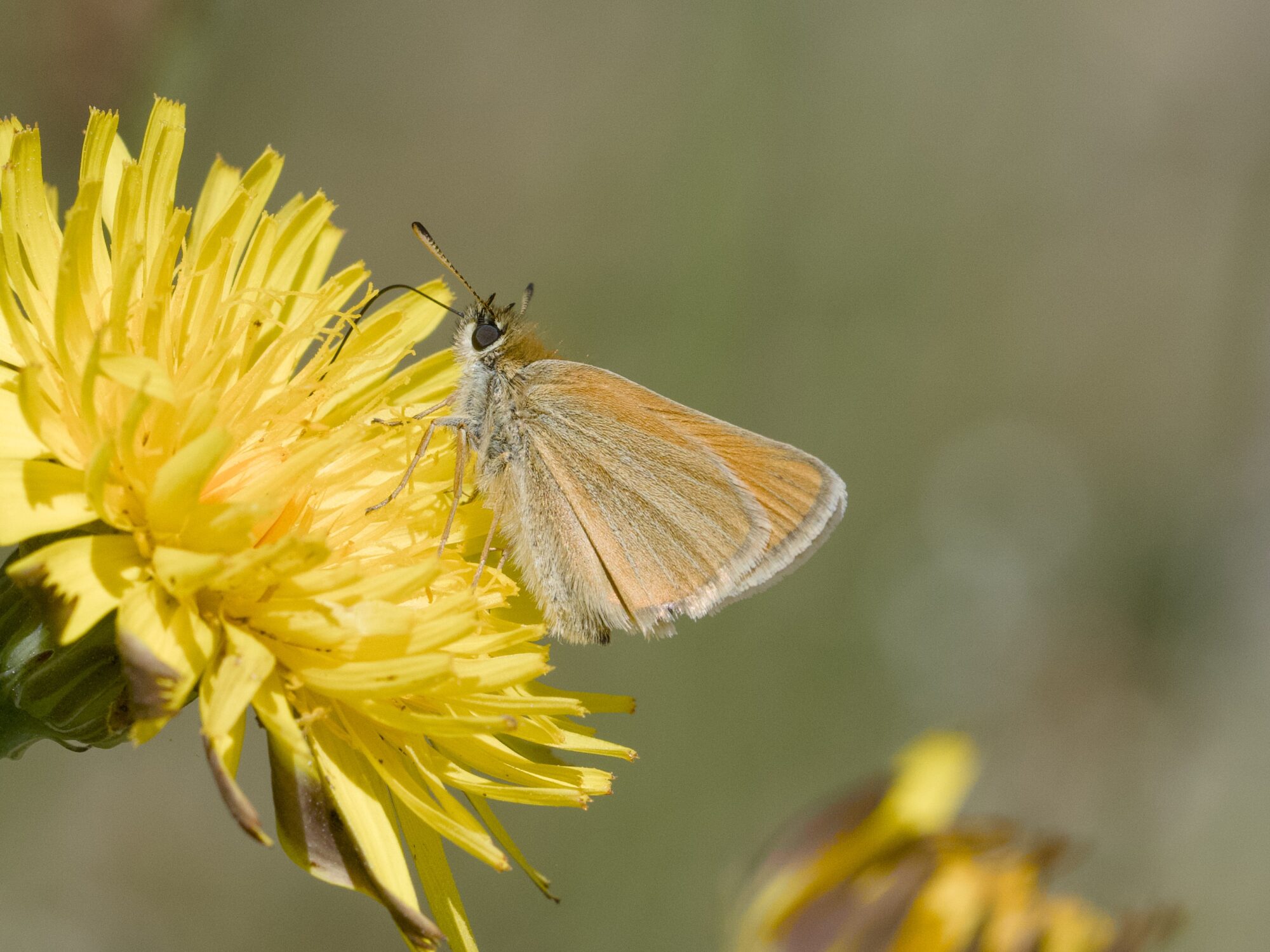 A small brown butterfly on a dandelion