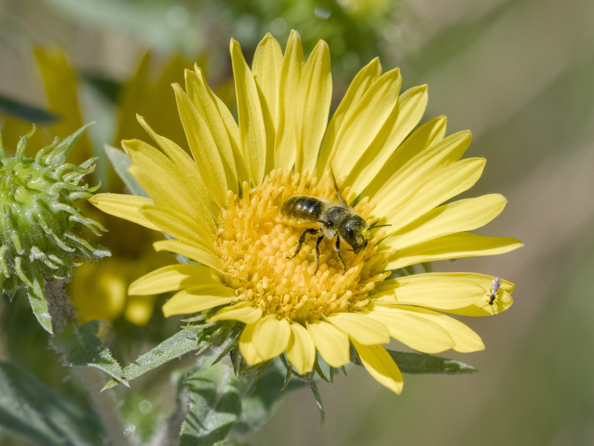 Something on a yellow flower
