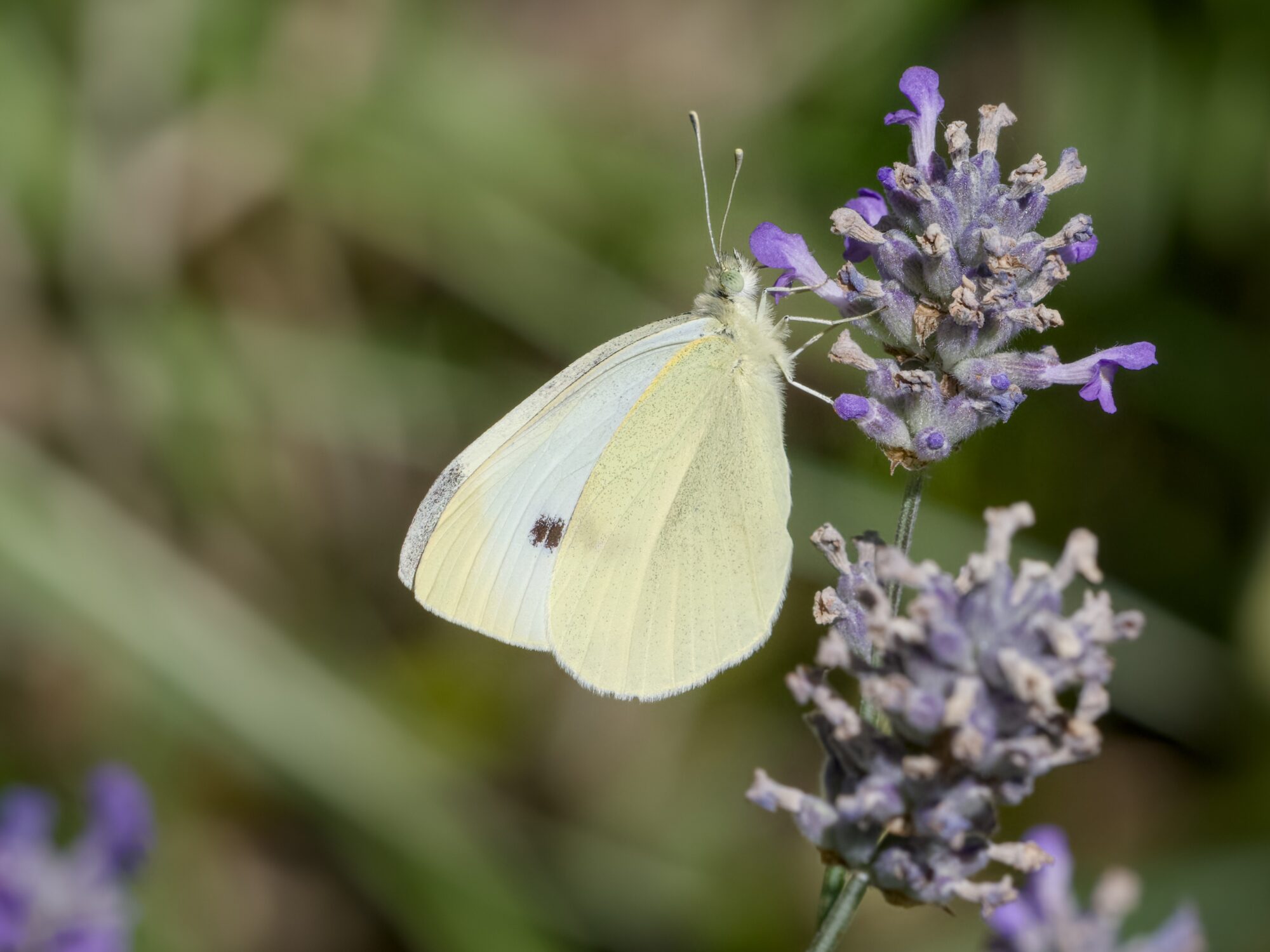 A Cabbage White butterfly -- a small white and soft yellow guy -- sampling some lavenders