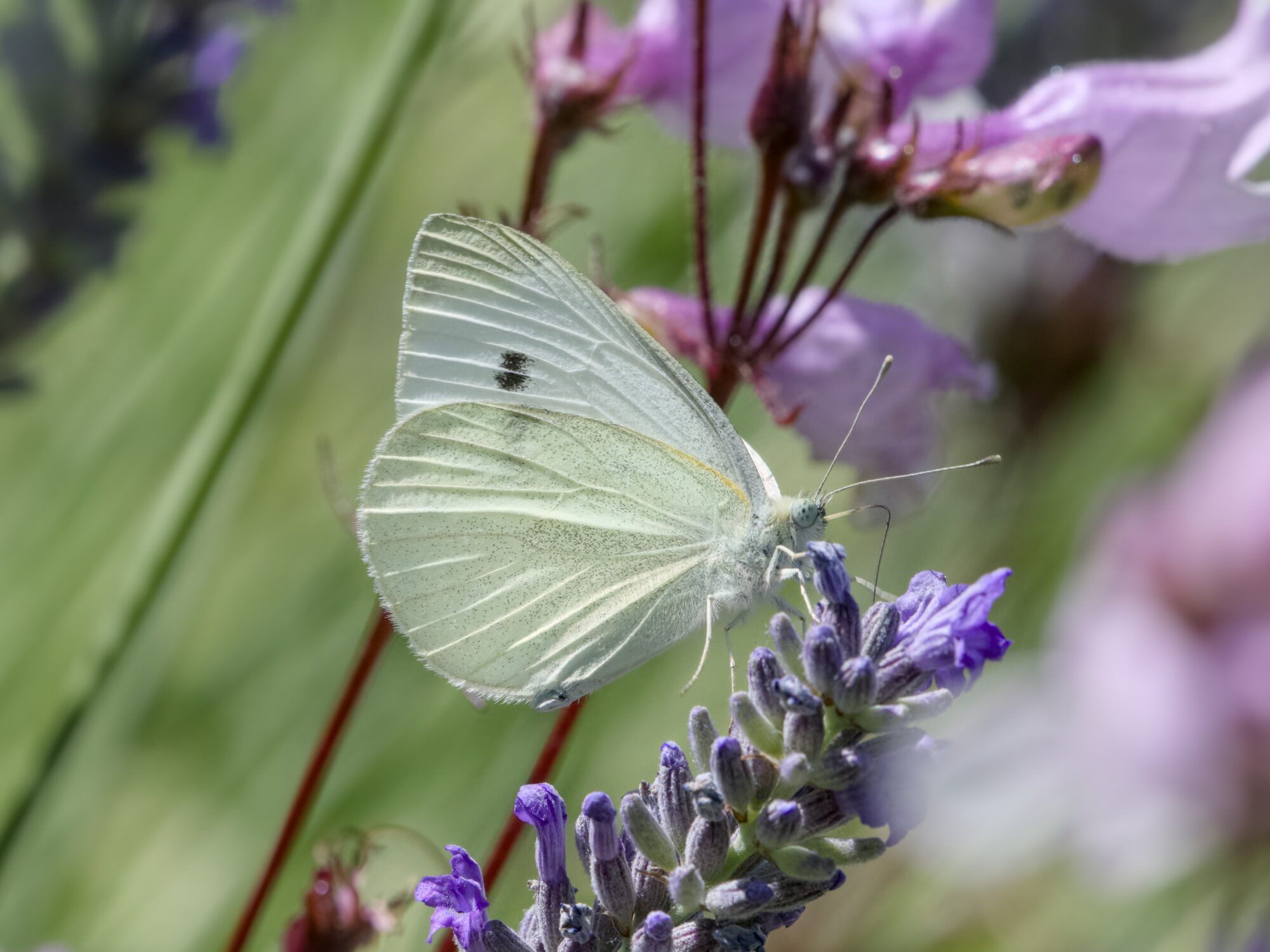 A Cabbage White butterfly -- a small white and soft yellow guy -- sampling some lavenders, surrounded by larger pink flowers and greenery