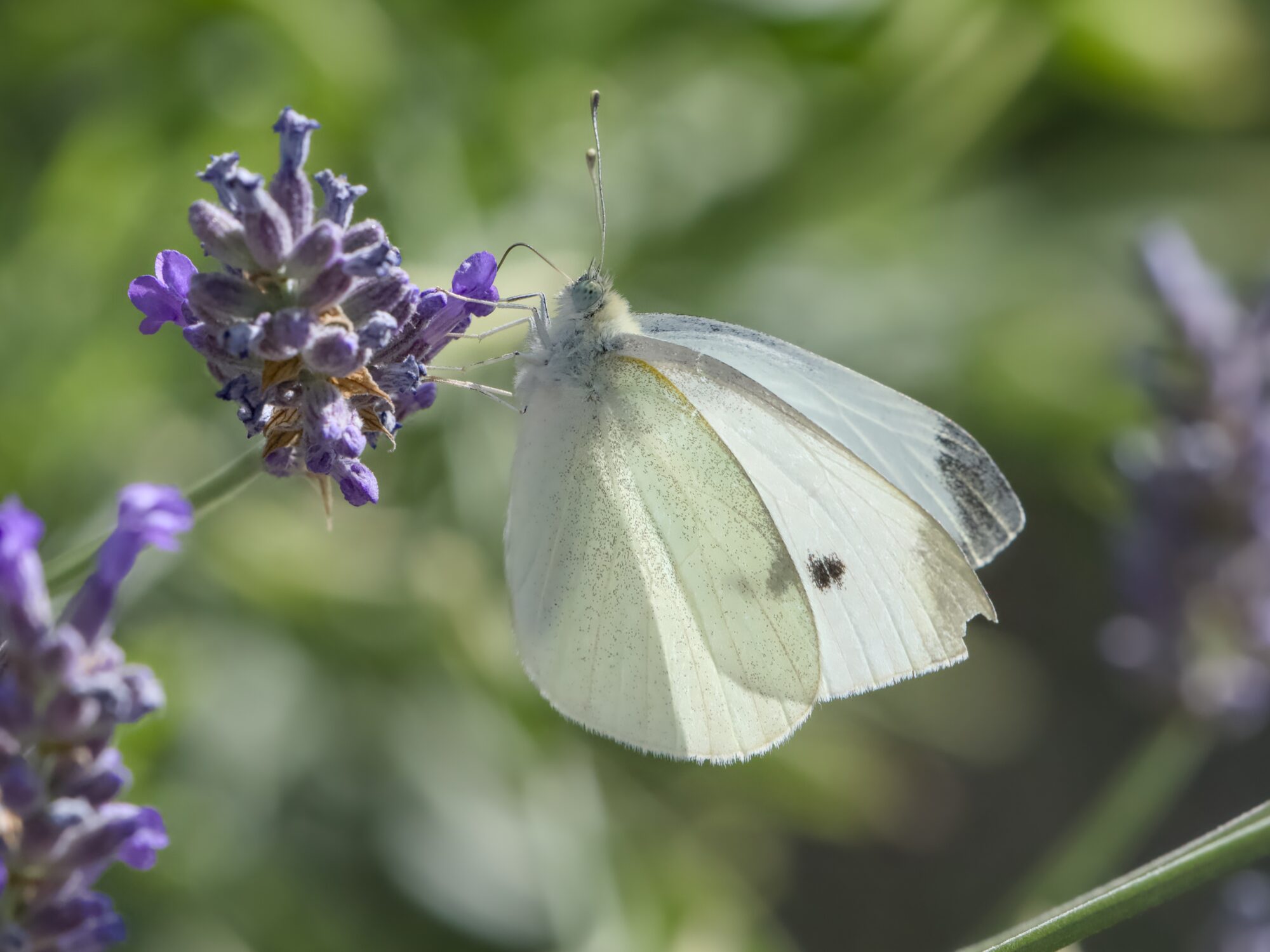 A Cabbage White butterfly -- a small white and soft yellow guy -- sampling some lavenders surrounded by greenery