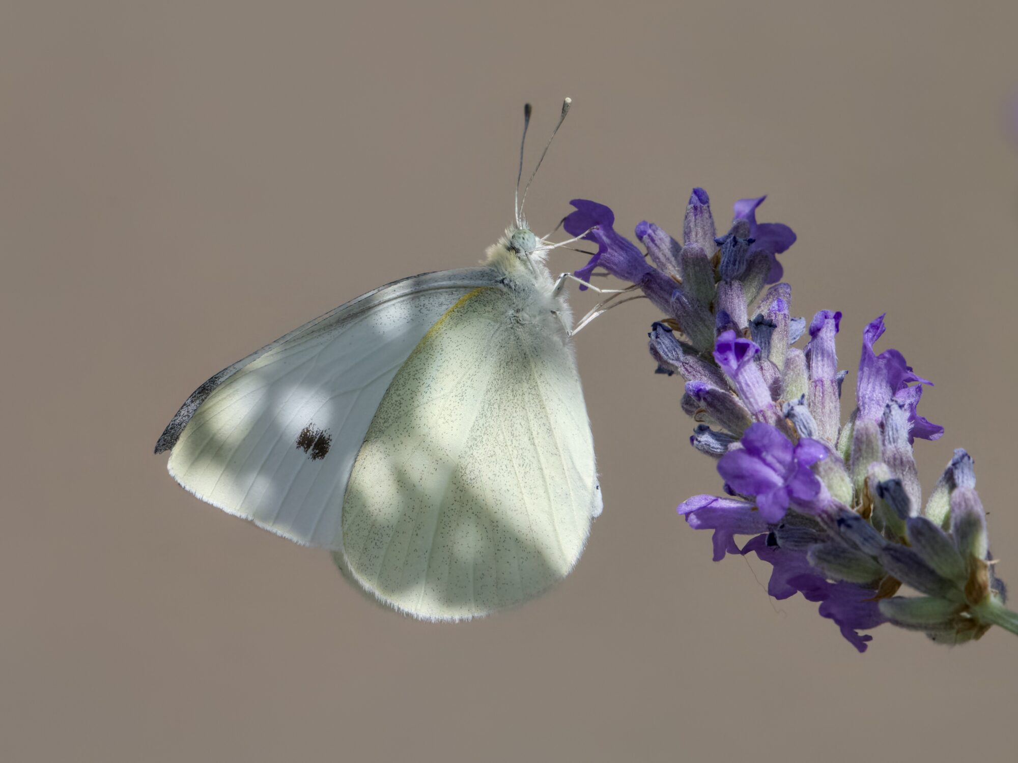 A Cabbage White butterfly -- a small white and soft yellow guy -- sampling some lavenders, partly in the shade, with a solid brown background