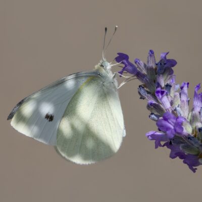 A Cabbage White butterfly -- a small white and soft yellow guy -- sampling some lavenders, partly in the shade, with a solid brown background