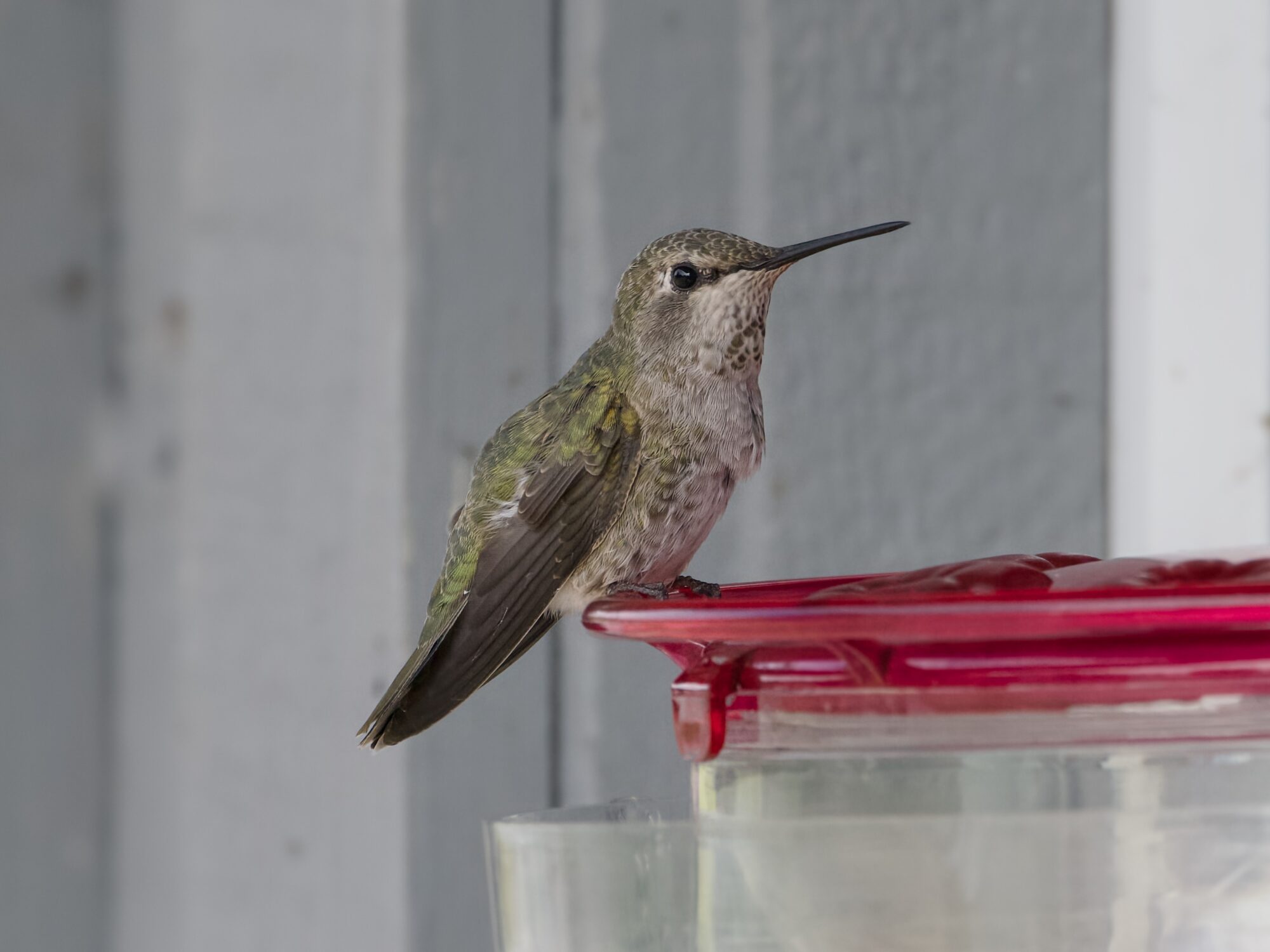 A female Anna's Hummingbird at a feeder