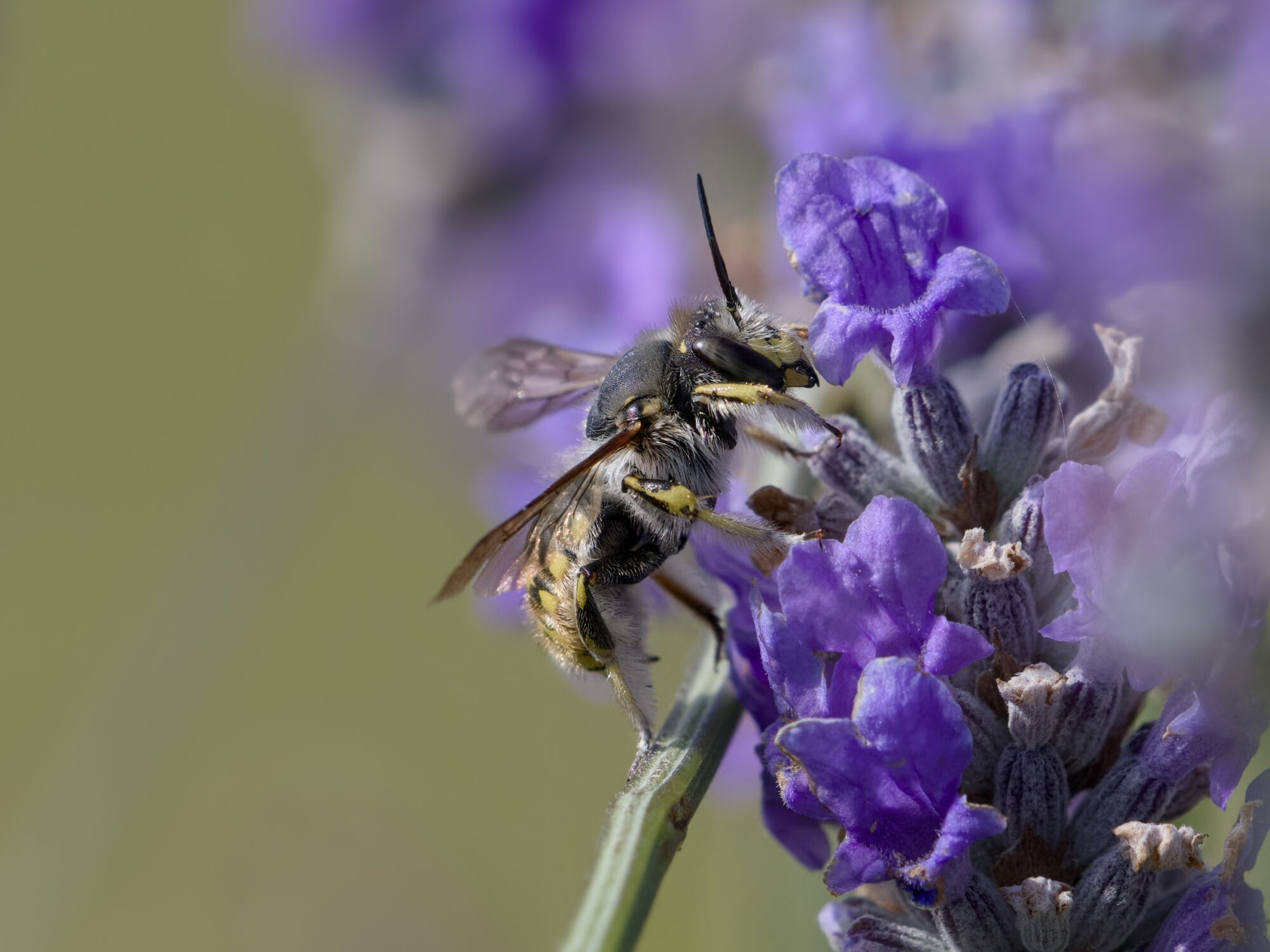 A fuzzy wasp on a stand of lilac