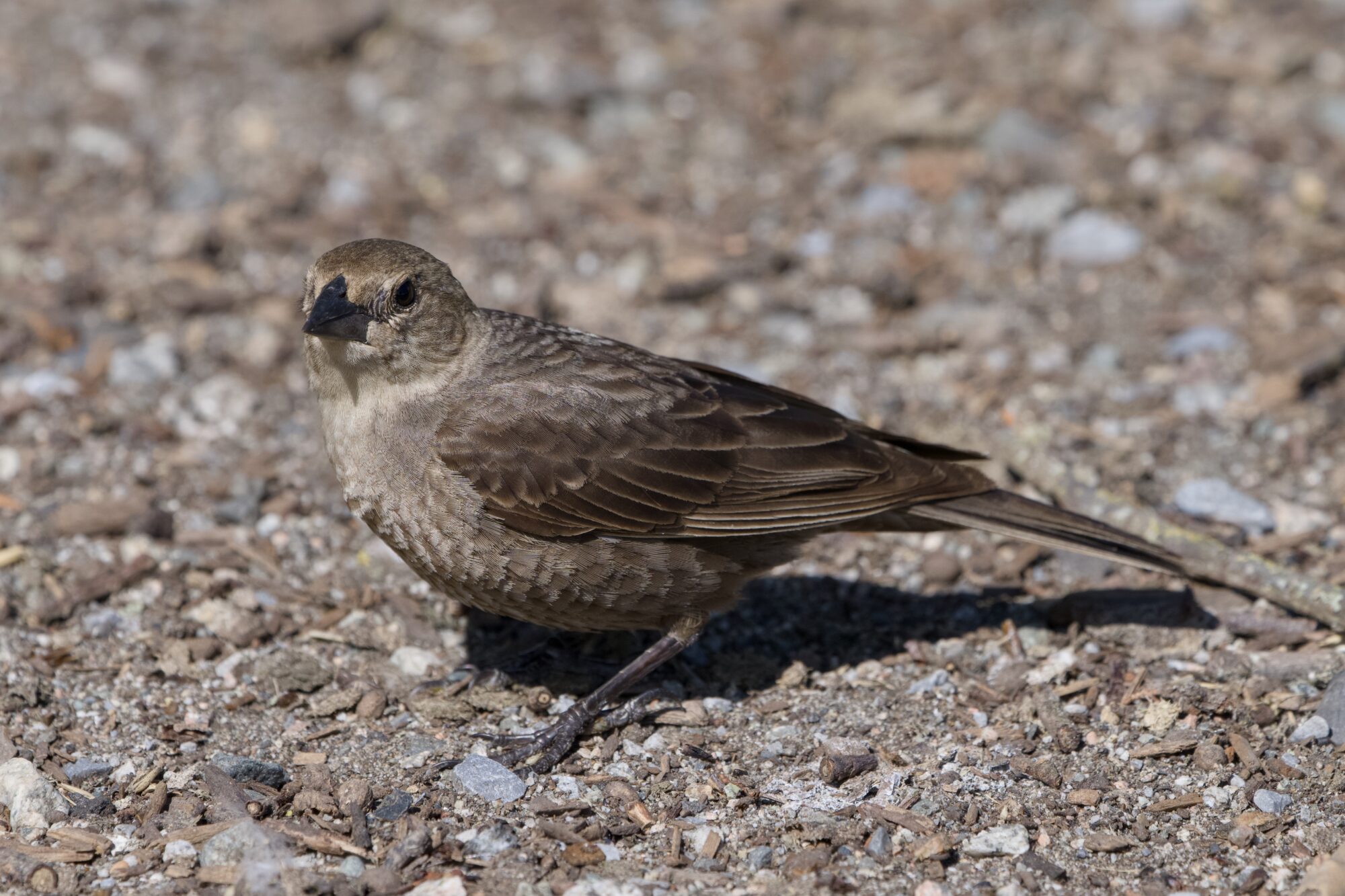 A female Brown-headed Cowbird on the groupd