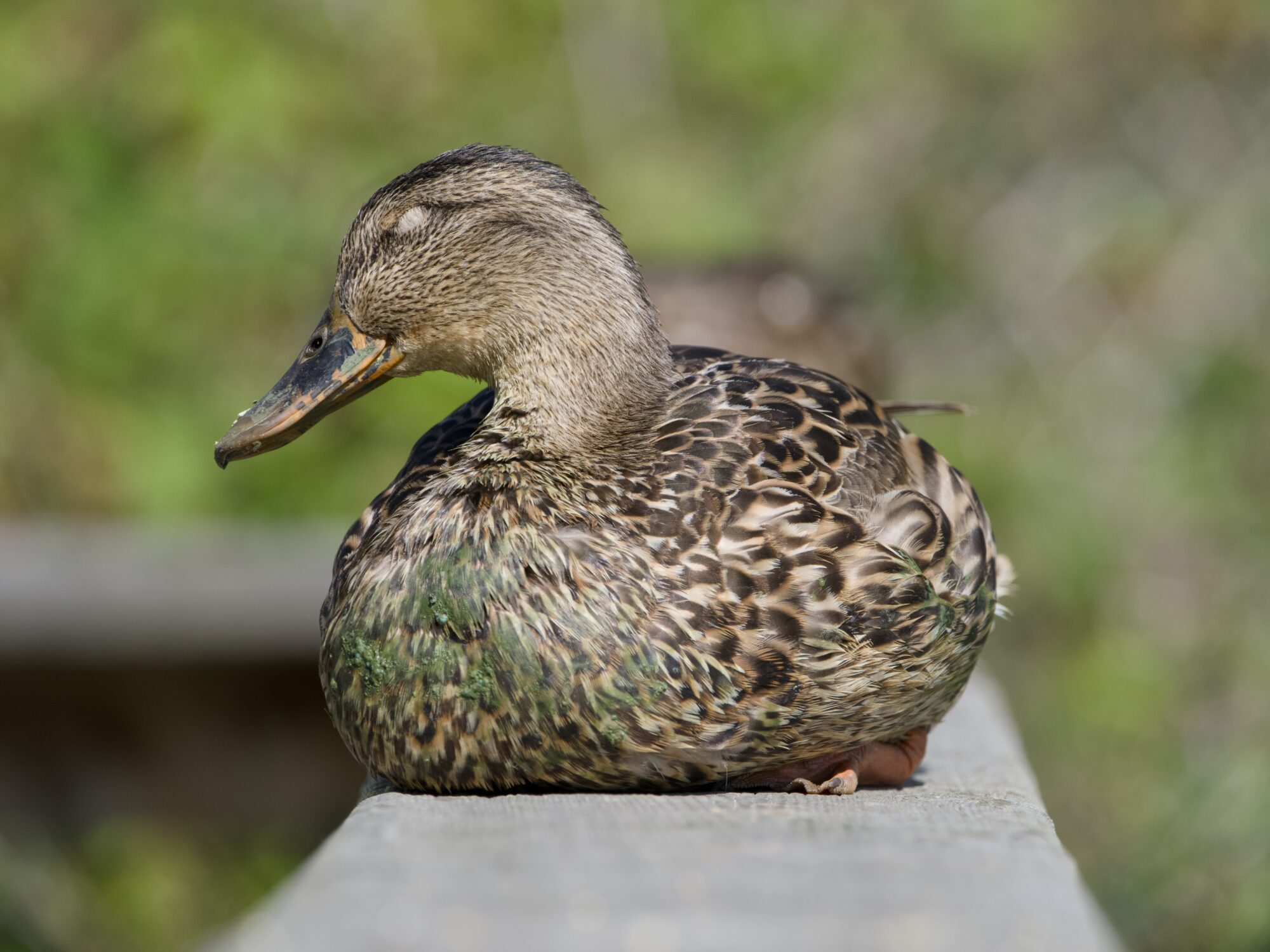 A female Mallard Duck sitting down on a wooden fence. She has her eyes closed and there is some alge gunk on her chest