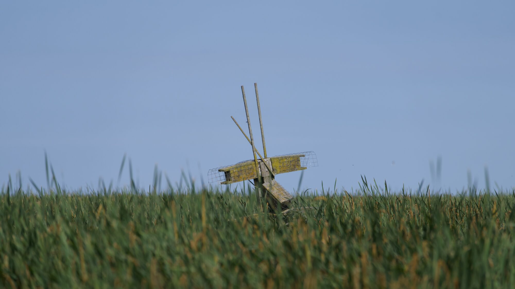 One of the Purple Martin condos out in the marshes. It consists of several wooden boxes arranged around tall wooden poles