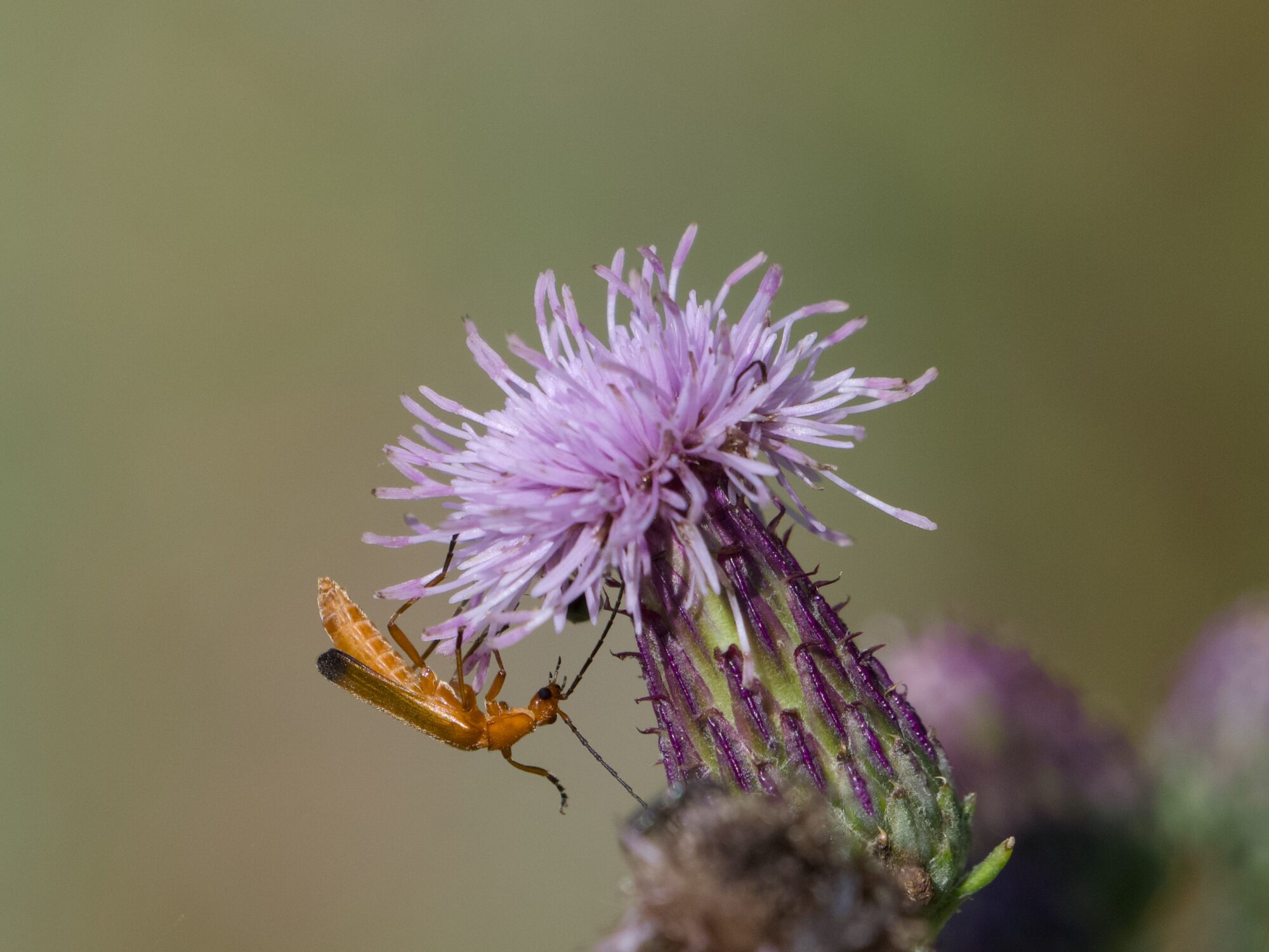 A Red Soldier Beetle -- a reddish slim beetle -- is on a violet thistle, upside down