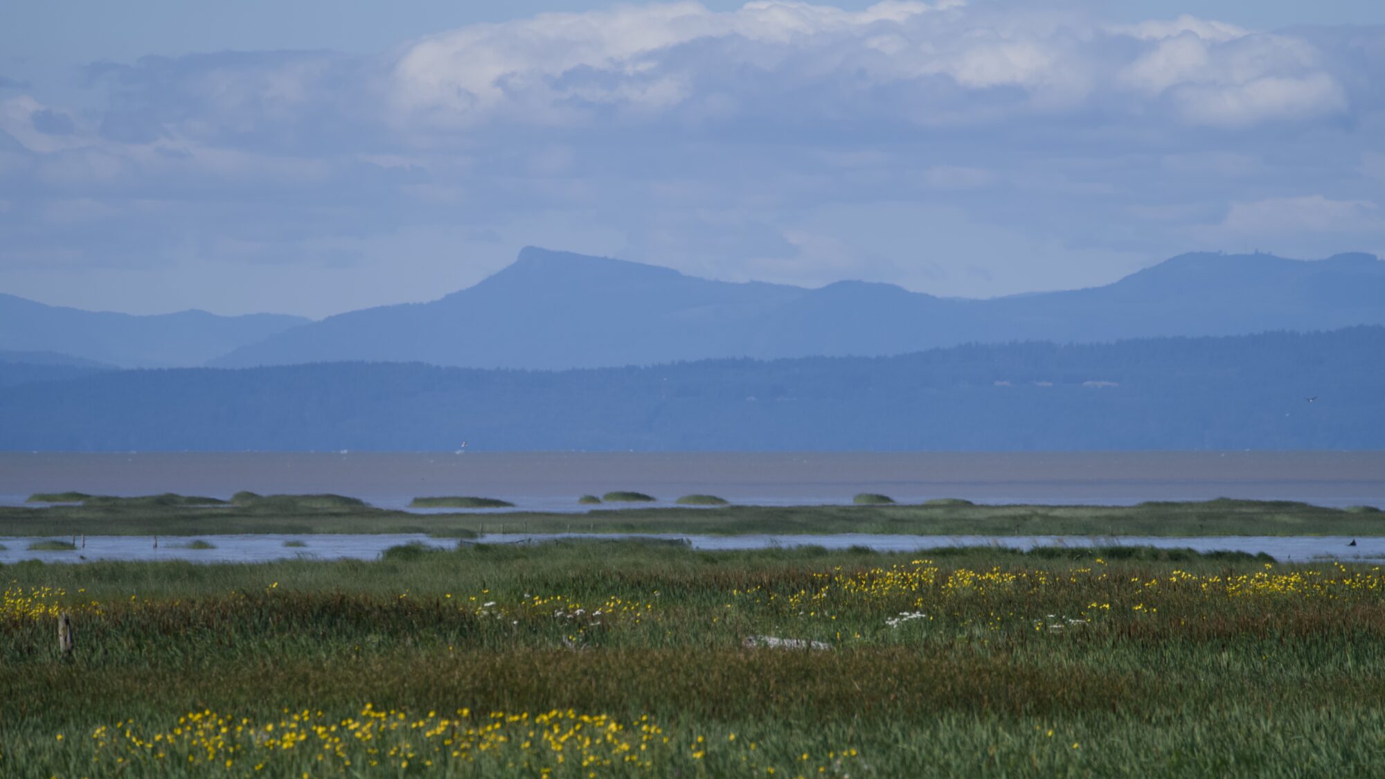 A landscape shot of the far marshes, with yellow flowers, little bays and islands at the water's edge, and mountains in the distance