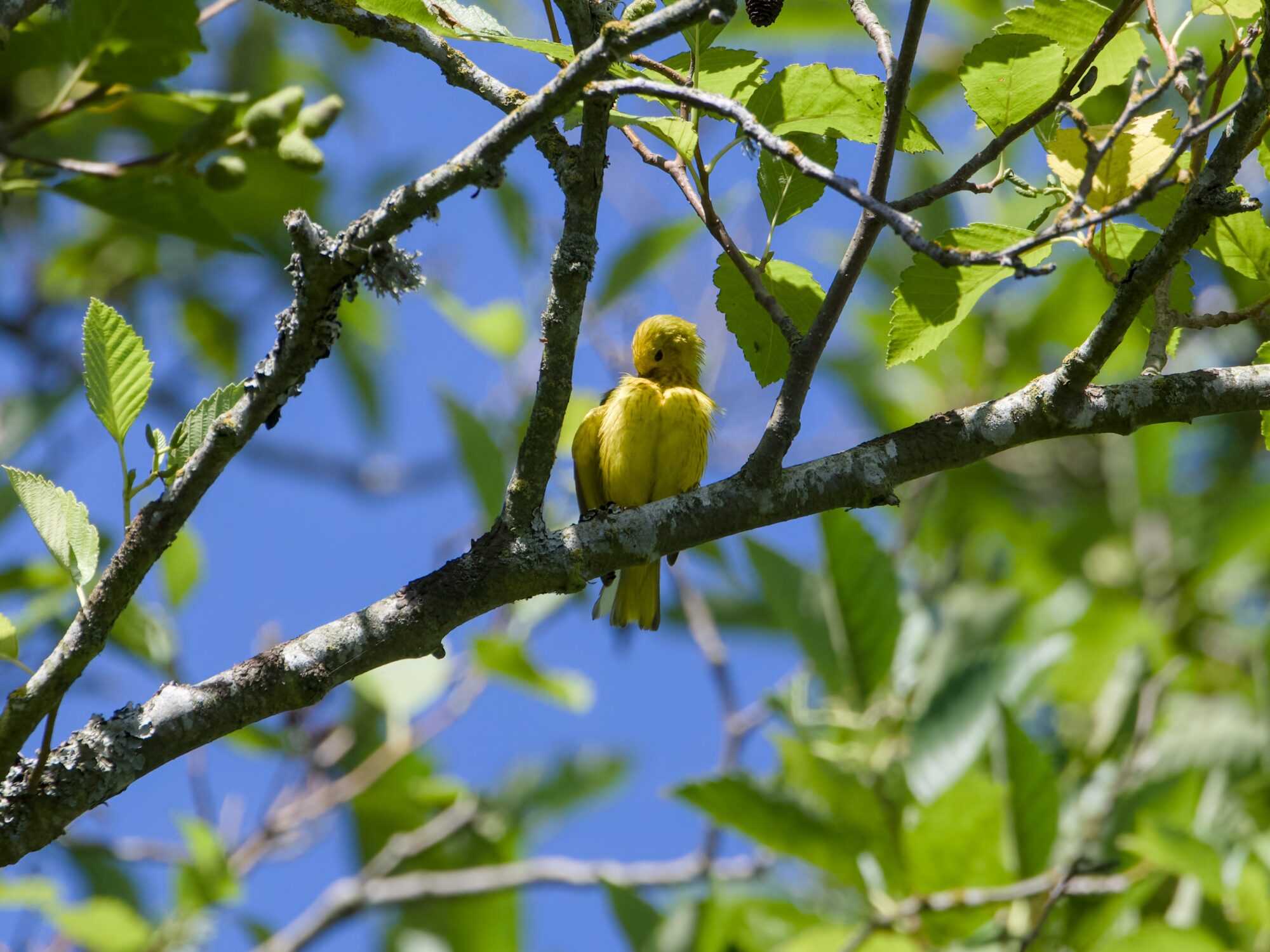 A male Yellow Warbler up in a tree is preening his chest