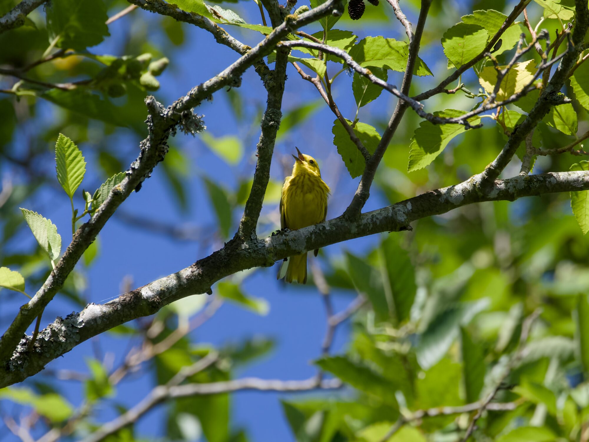 A male Yellow Warbler up in a tree is singing