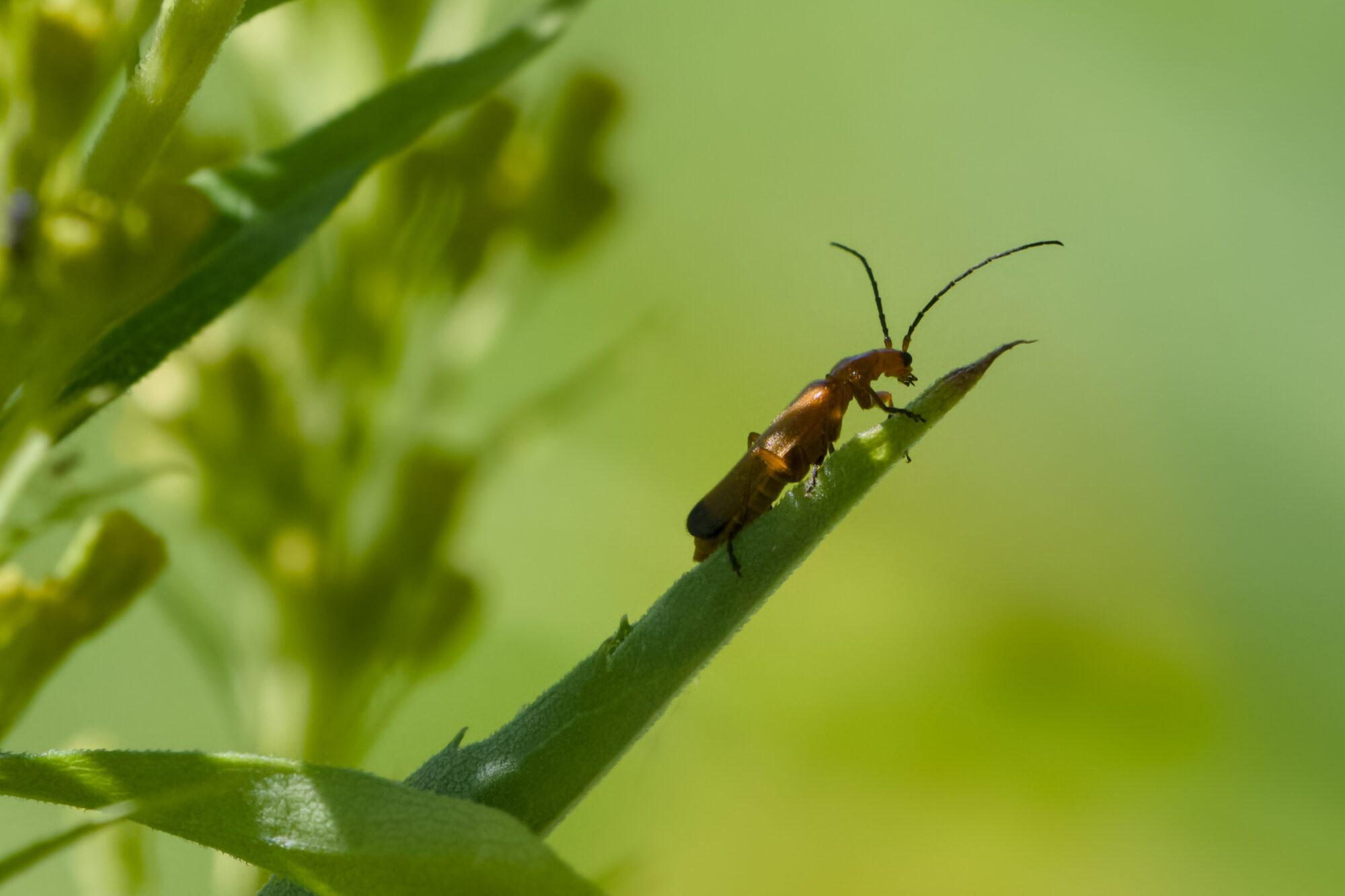 A Red Soldier Beetle walking to the end of a green twig