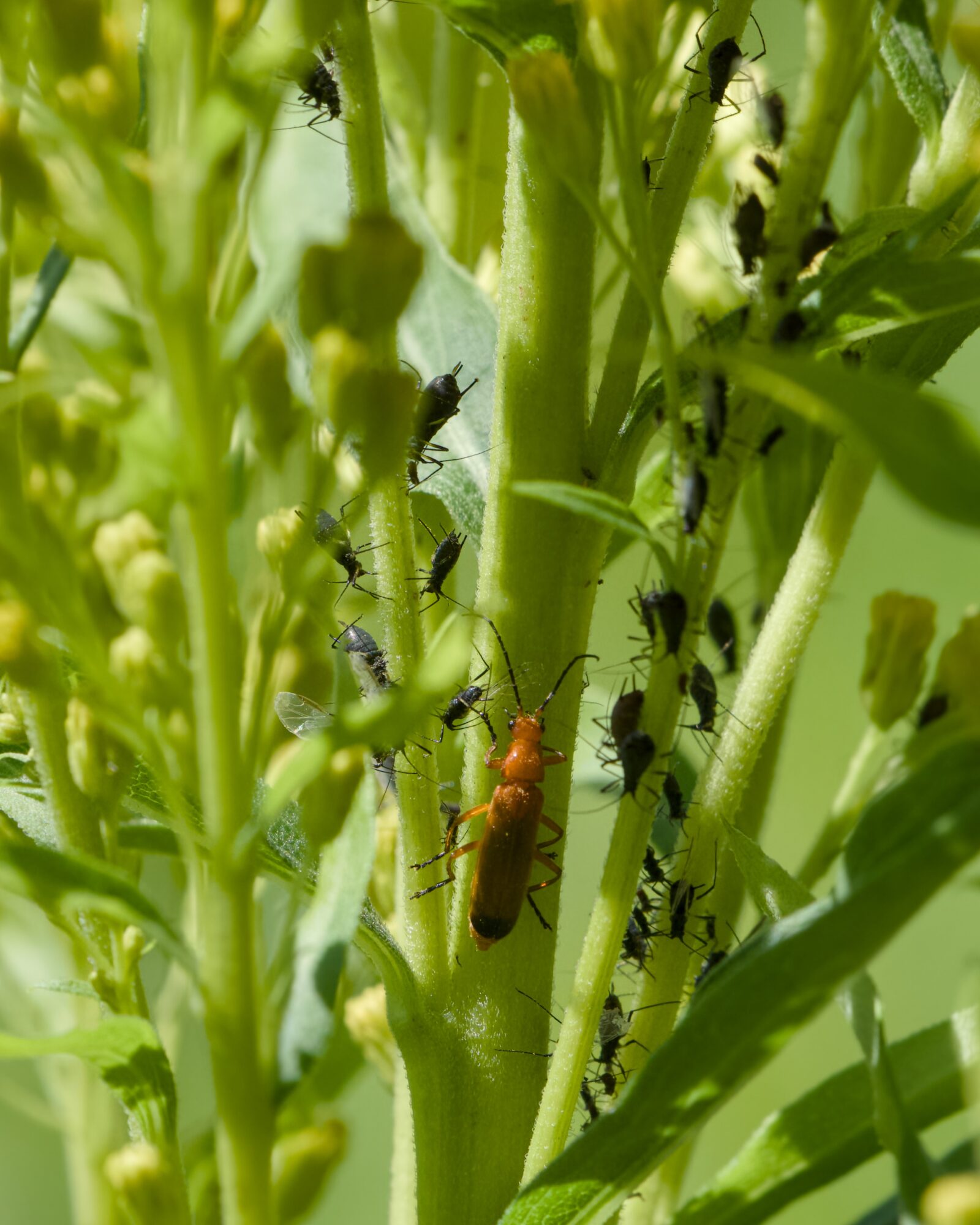 A Red Soldier Beetle and a lot of smaller black beetles in a small green bush