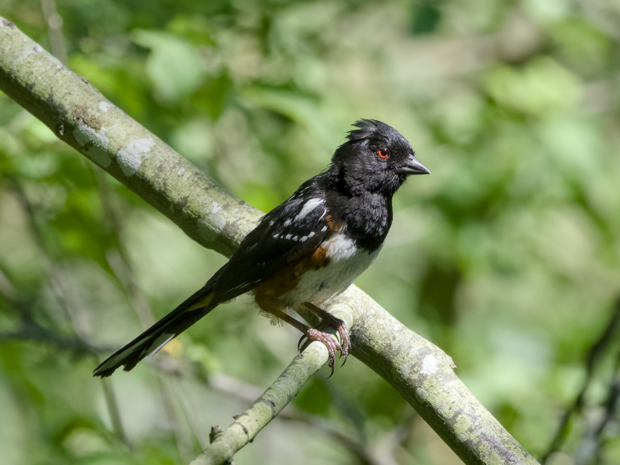 A Spotted Towhee on a branch