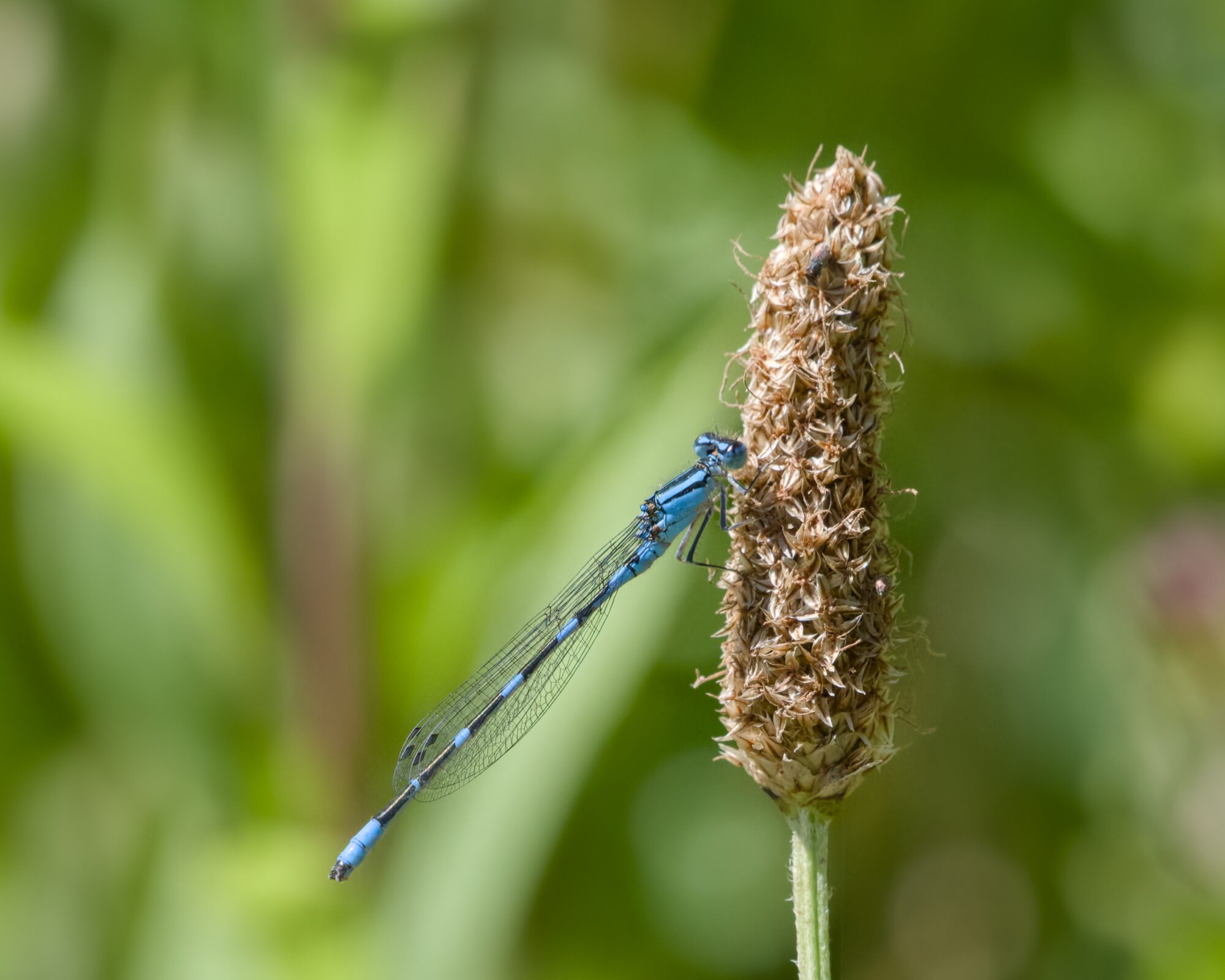 A blue damselfly resting at an angle on a fuzzy cattail