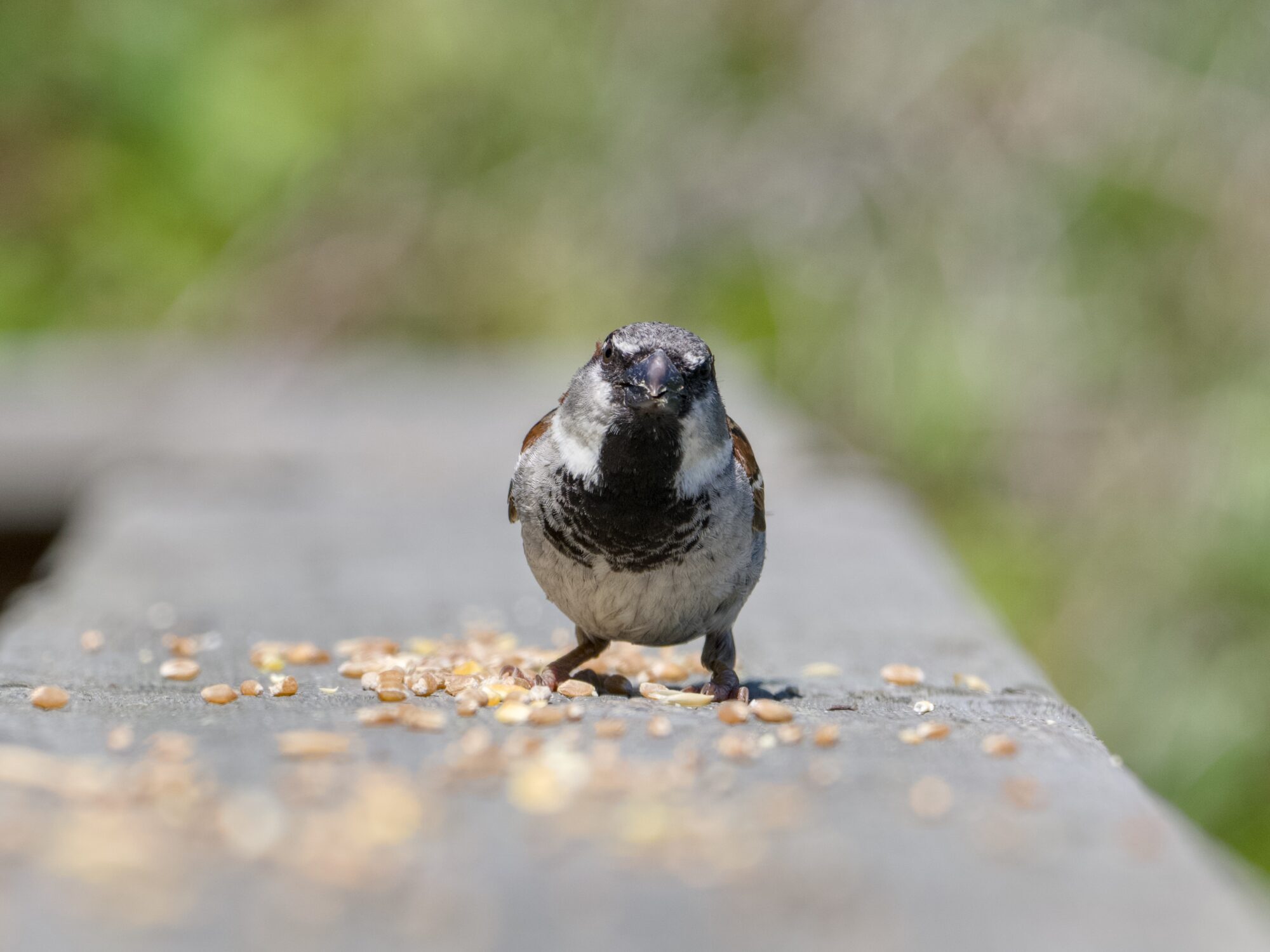 A male House Sparrow on a wooden fence, facing me. Between us are some scattered seeds