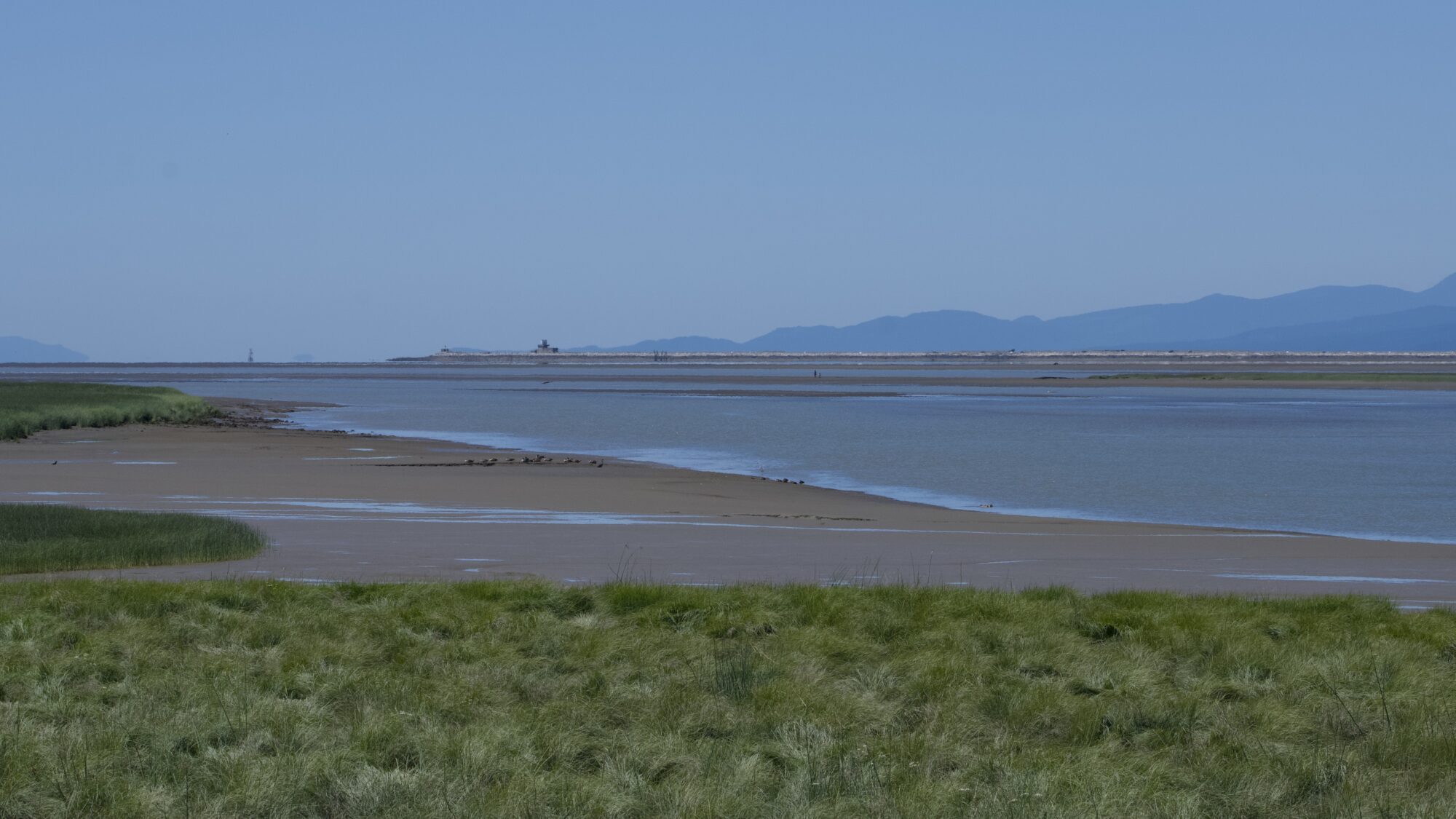 Looking towards the Iona south jetty, in the distance. Closeup up is a wide beach with a gaggle of Canada Geese and a couple of herons by the water