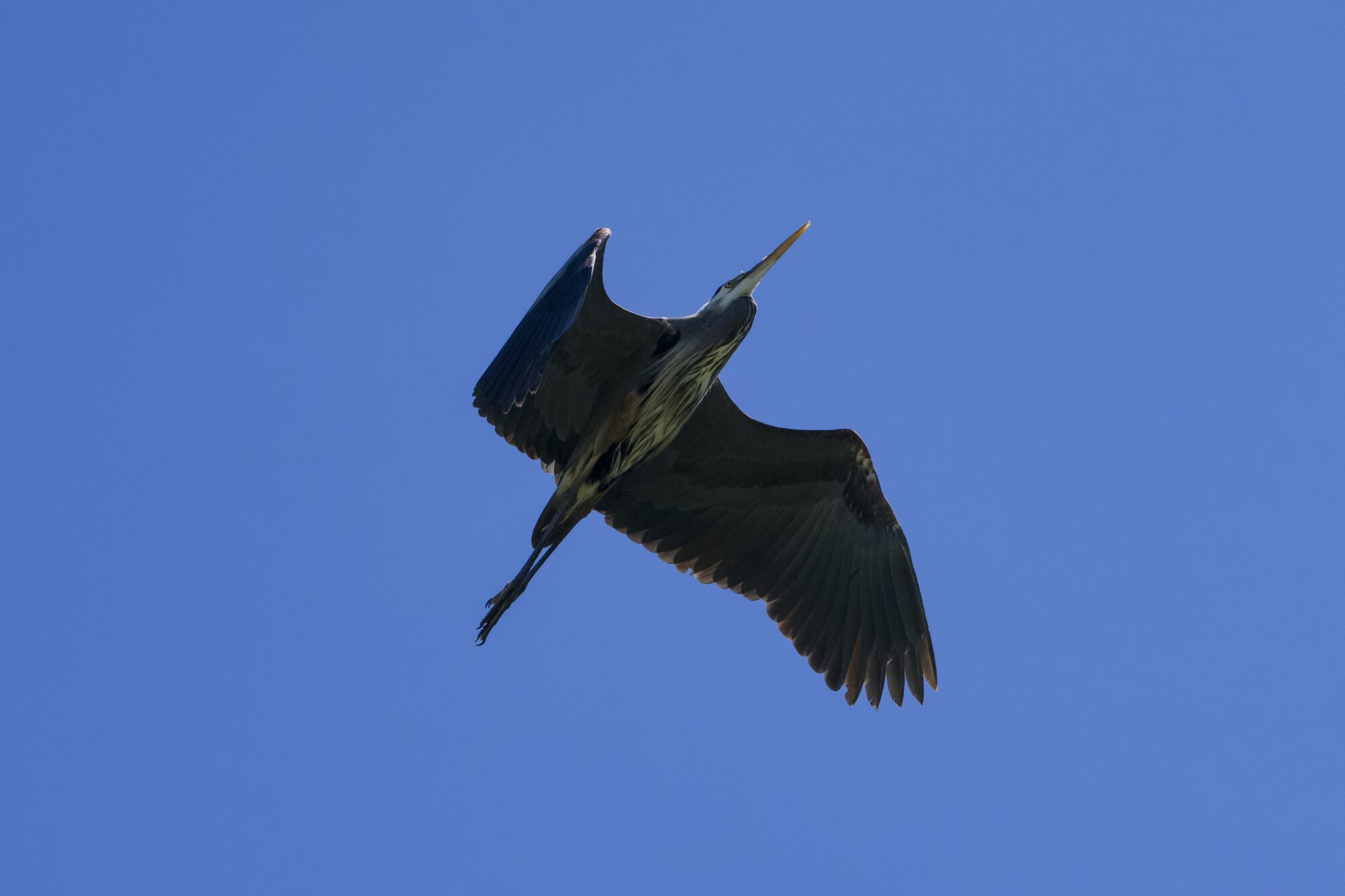 A Great Blue Heron flying overhead, against a solid blue sky