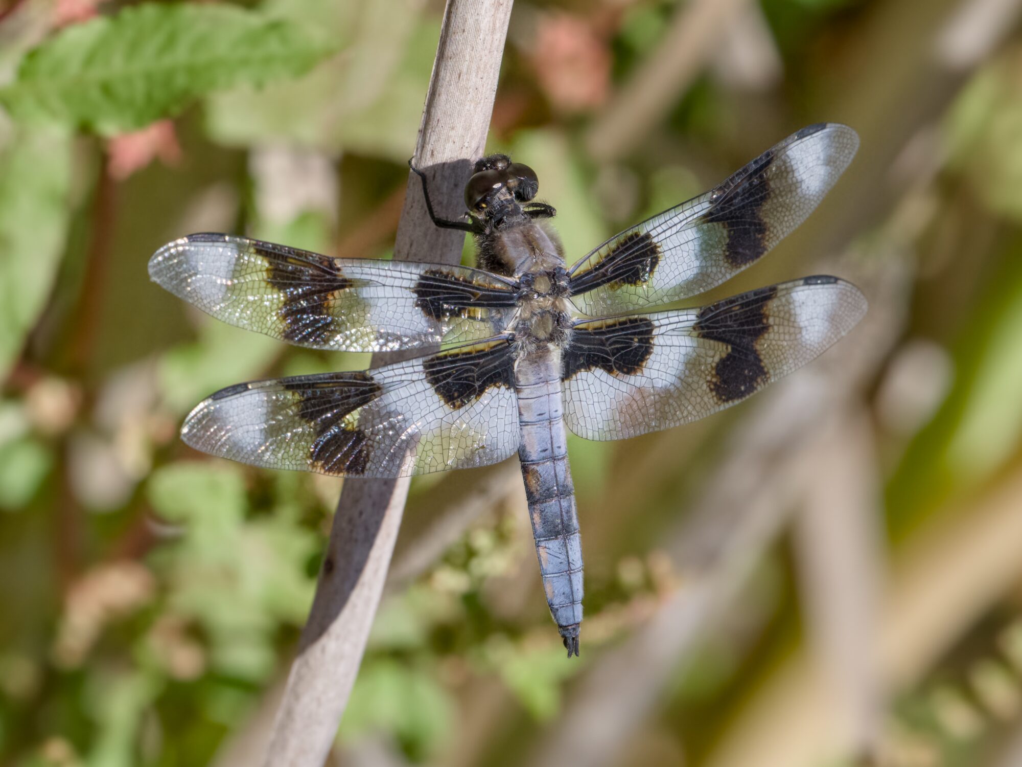 An eight-spotted skimmer dragonfly (dusty blue abdomen, white and black patches on wings, dark brown eyes) is resting on a twig