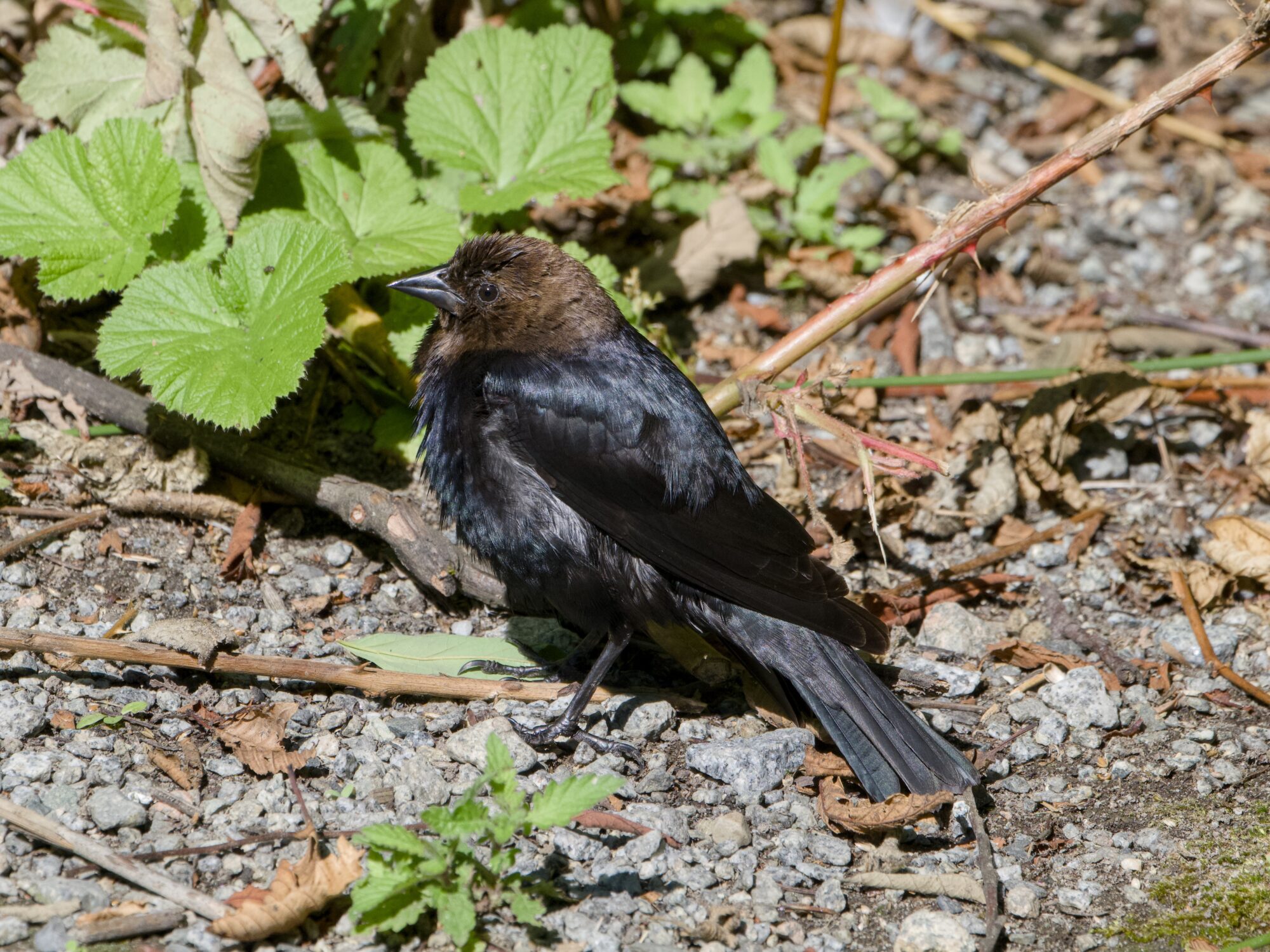 A male Brown-headed Cowbird is on the ground, being very shiny
