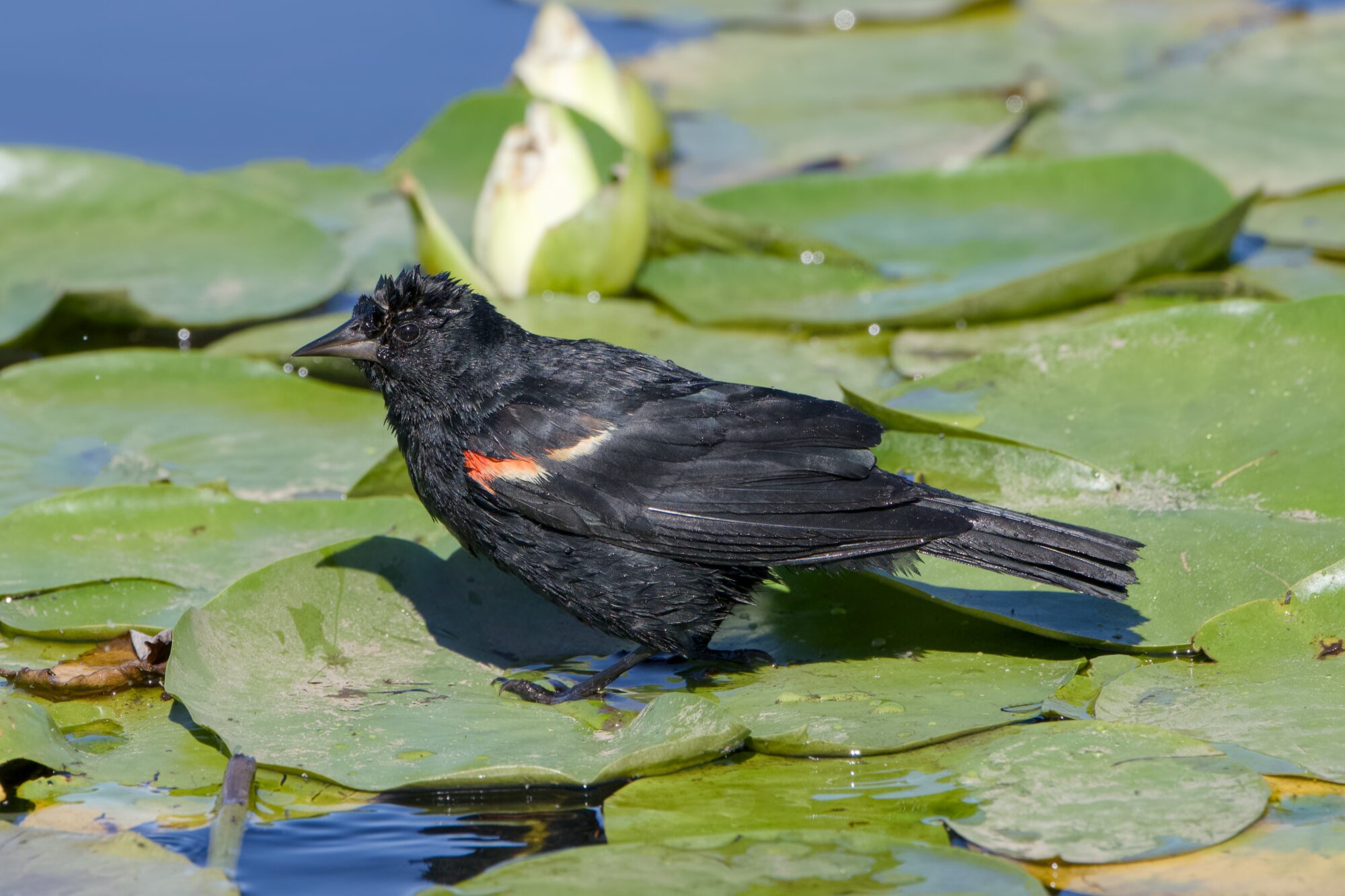 A very wet male Red-winged Blackbird sitting on lilypads