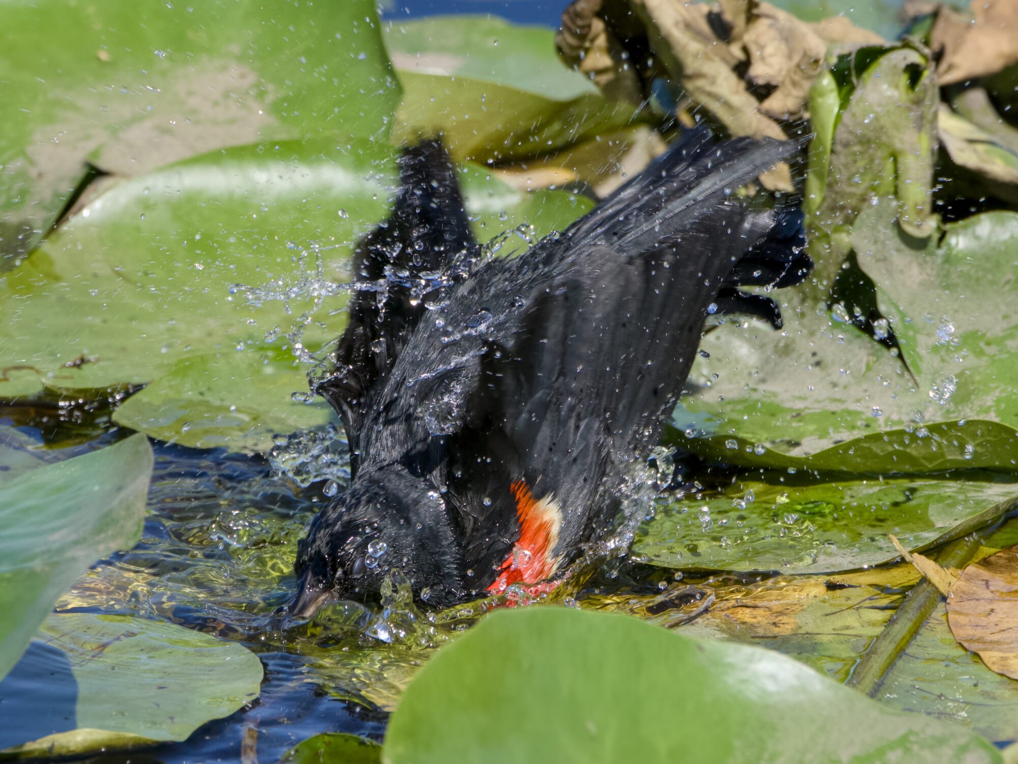 A male Red-winged Blackbird sitting on some lilypads and dunking his head in the water and shaking it all about