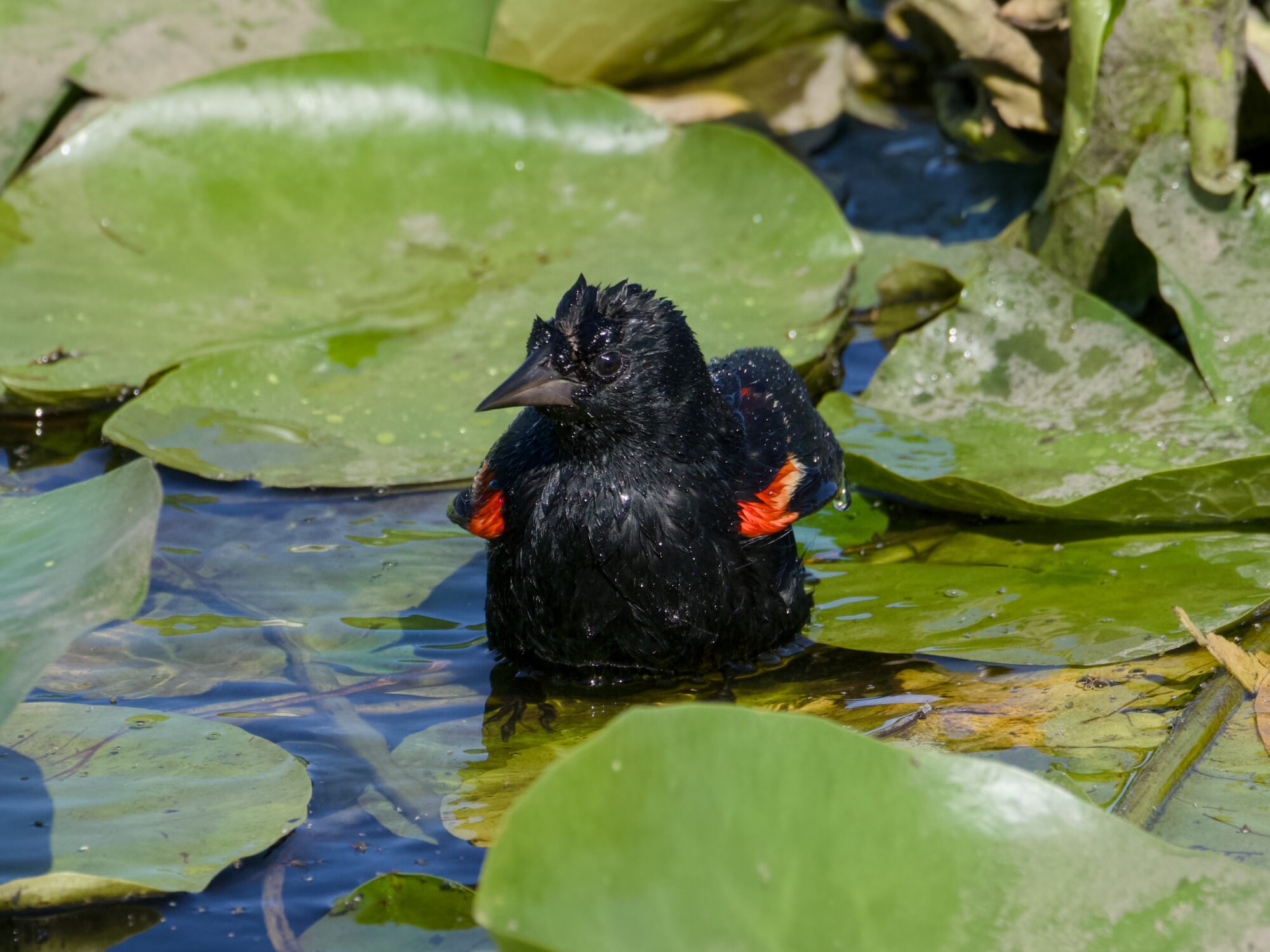A very wet male Red-winged Blackbird sitting on lilypads, flexing his wings a bit, submerged up to his tummy