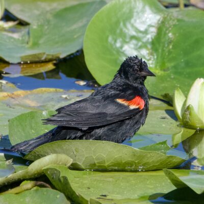 A male Red-winged Blackbird sitting on lilypads, soaking wet