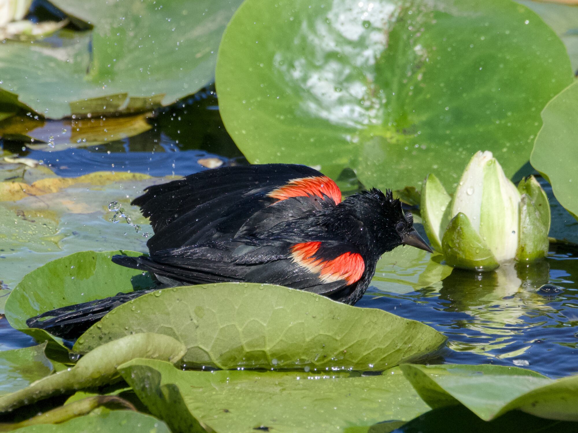 A male Red-winged Blackbird is sitting on the lilypads leaning to one side, shaking and spraying water around