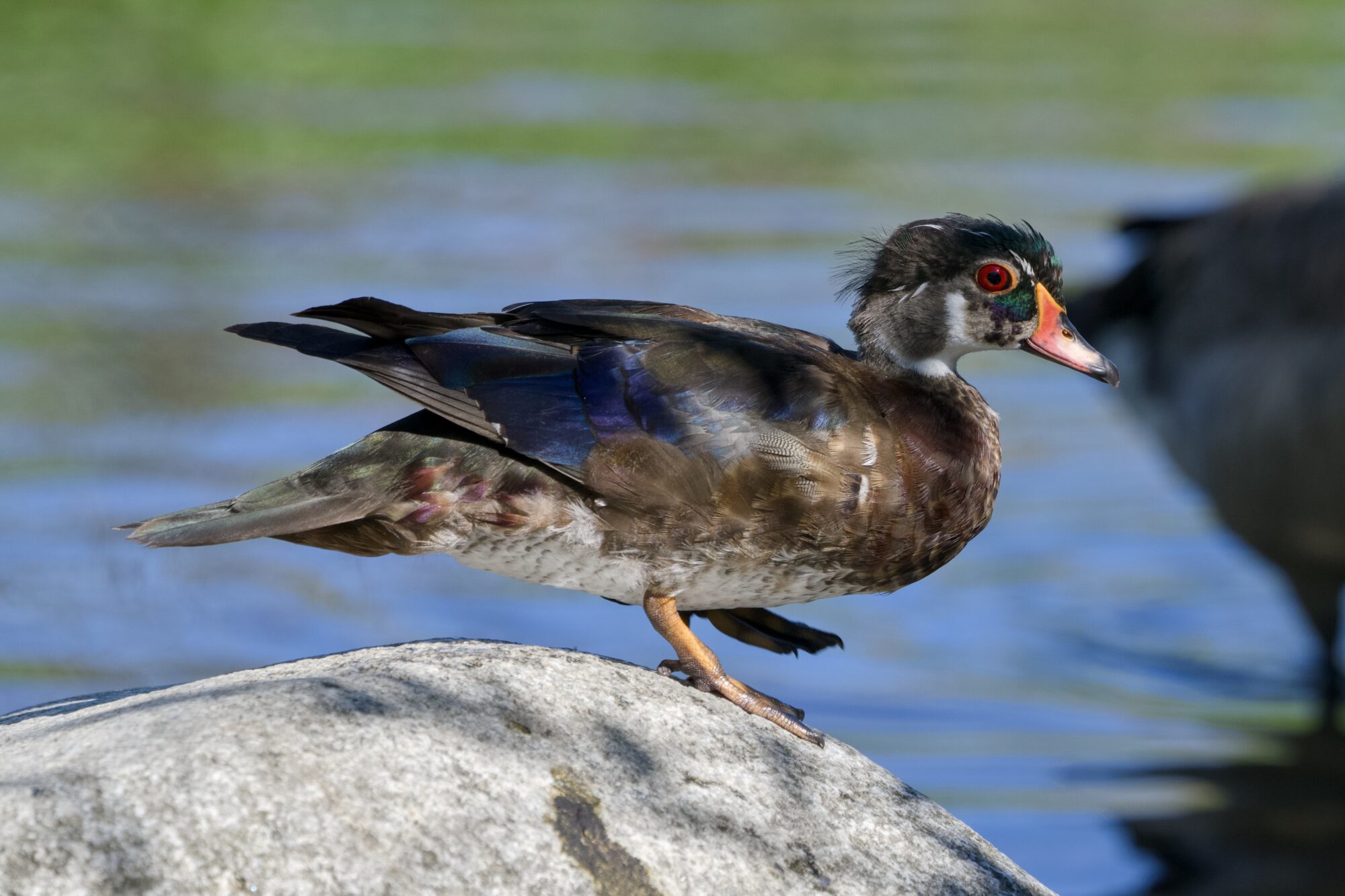 A male Wood Duck in eclipse plumage, looking a bit raggedy, is standing on a rock and about to step down from the rock. In the background is water and some reflected bushes
