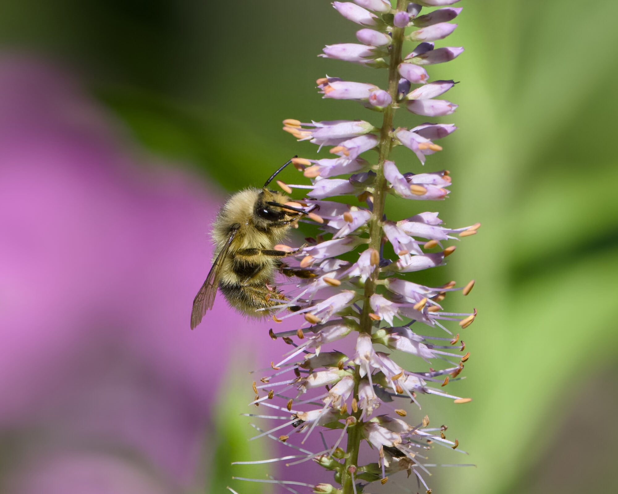 A fuzzy bumblebee on a clump of light violet flowers