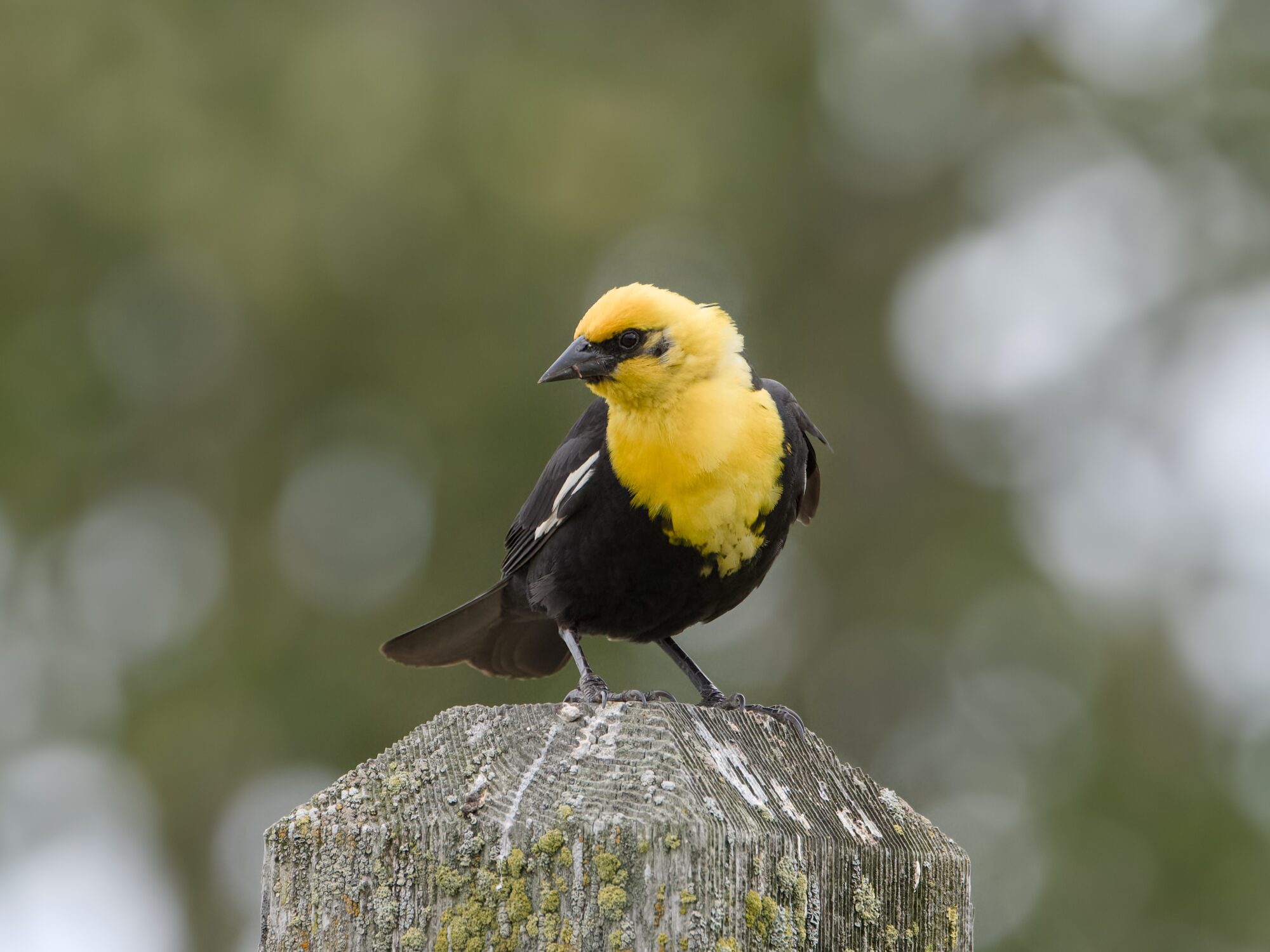 A male Yellow-headed Blackbird on a wooden post
