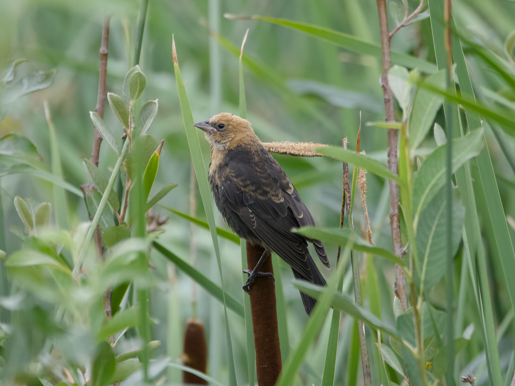 A juvenile Yellow-headed Blackbird sitting on a cattail amongst reeds