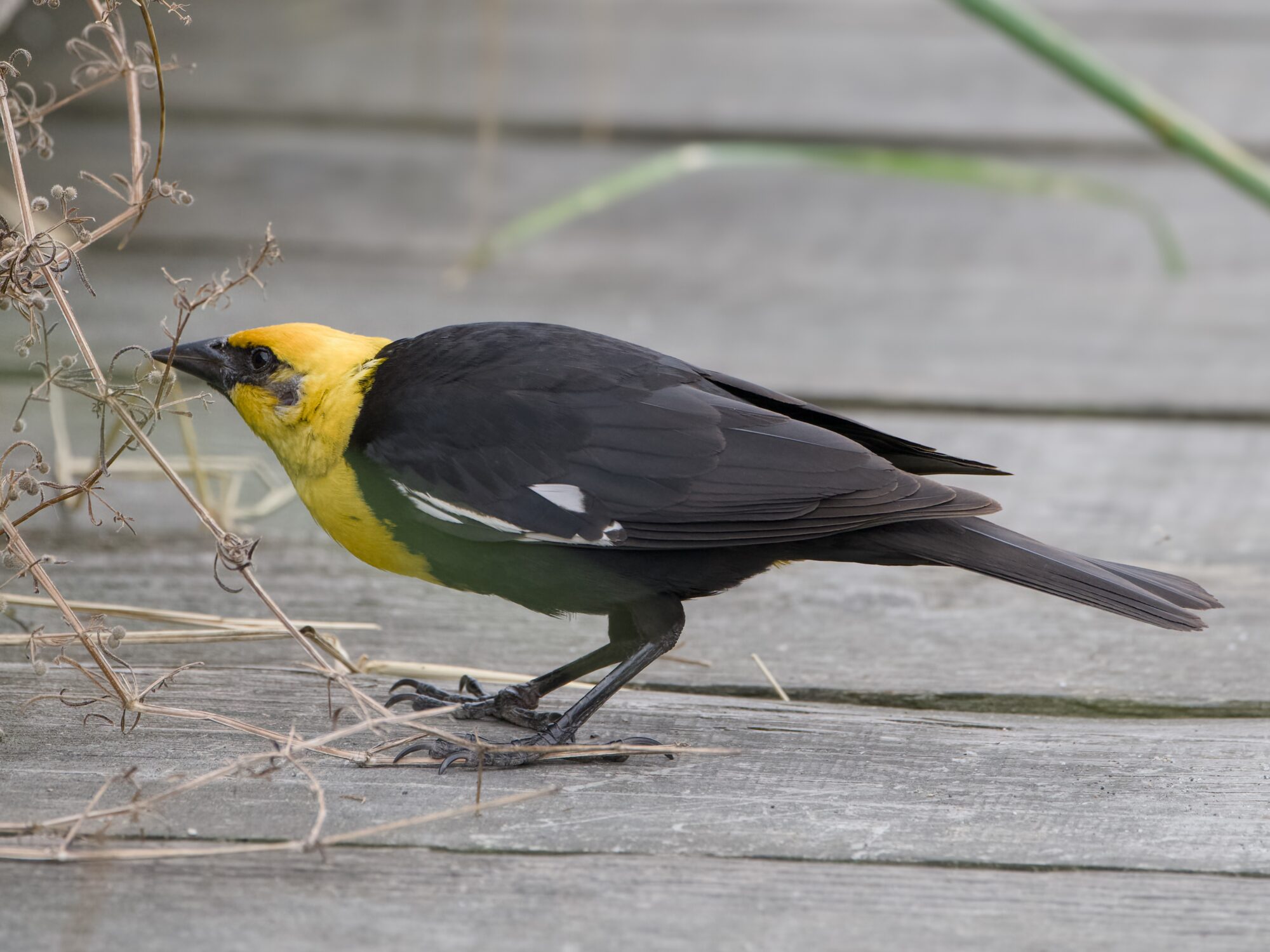 A male Yellow-headed Blackbird on a wooden boardwalk, inspecting some plants