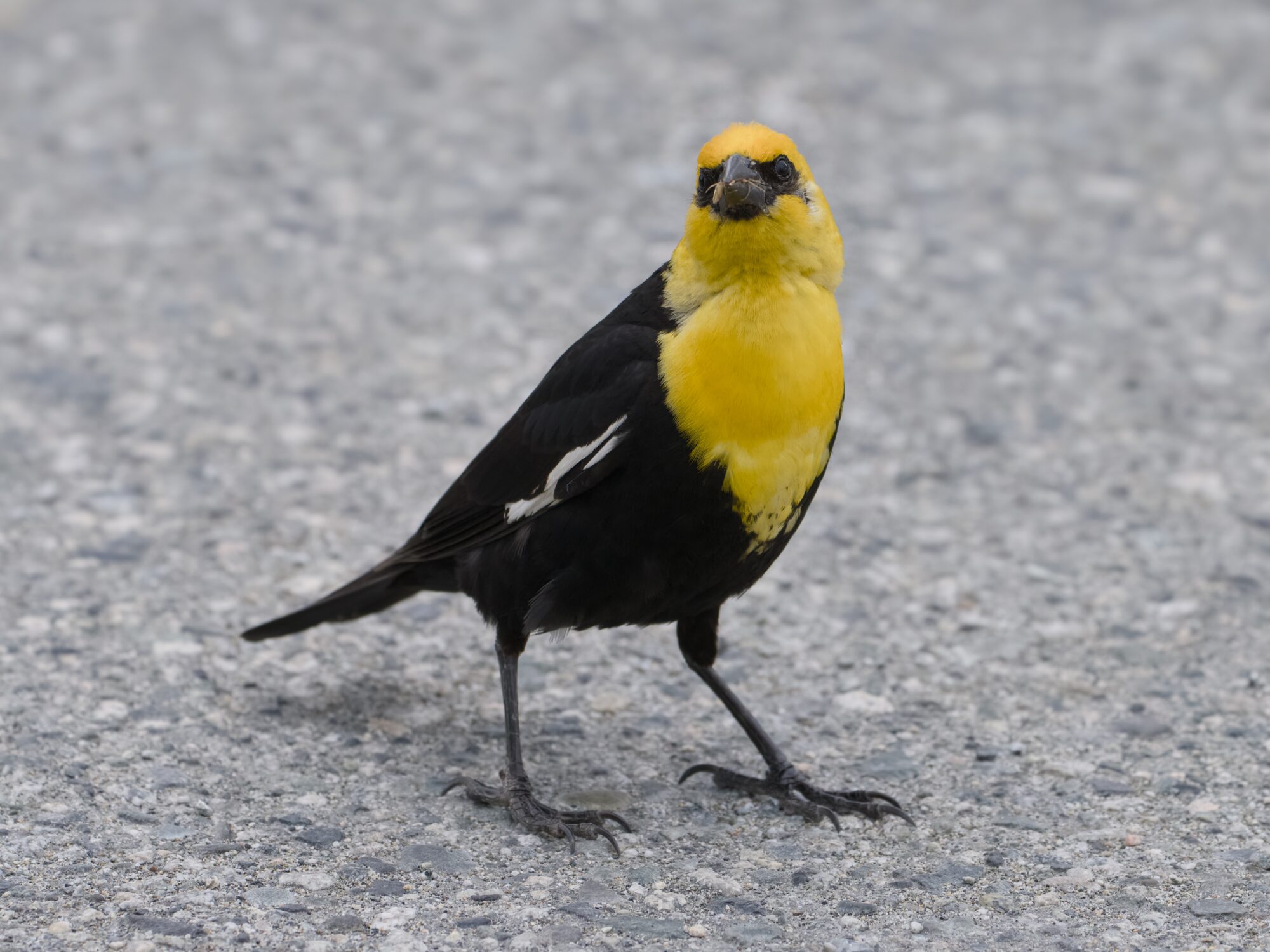 A male Yellow-headed Blackbird standing on concrete