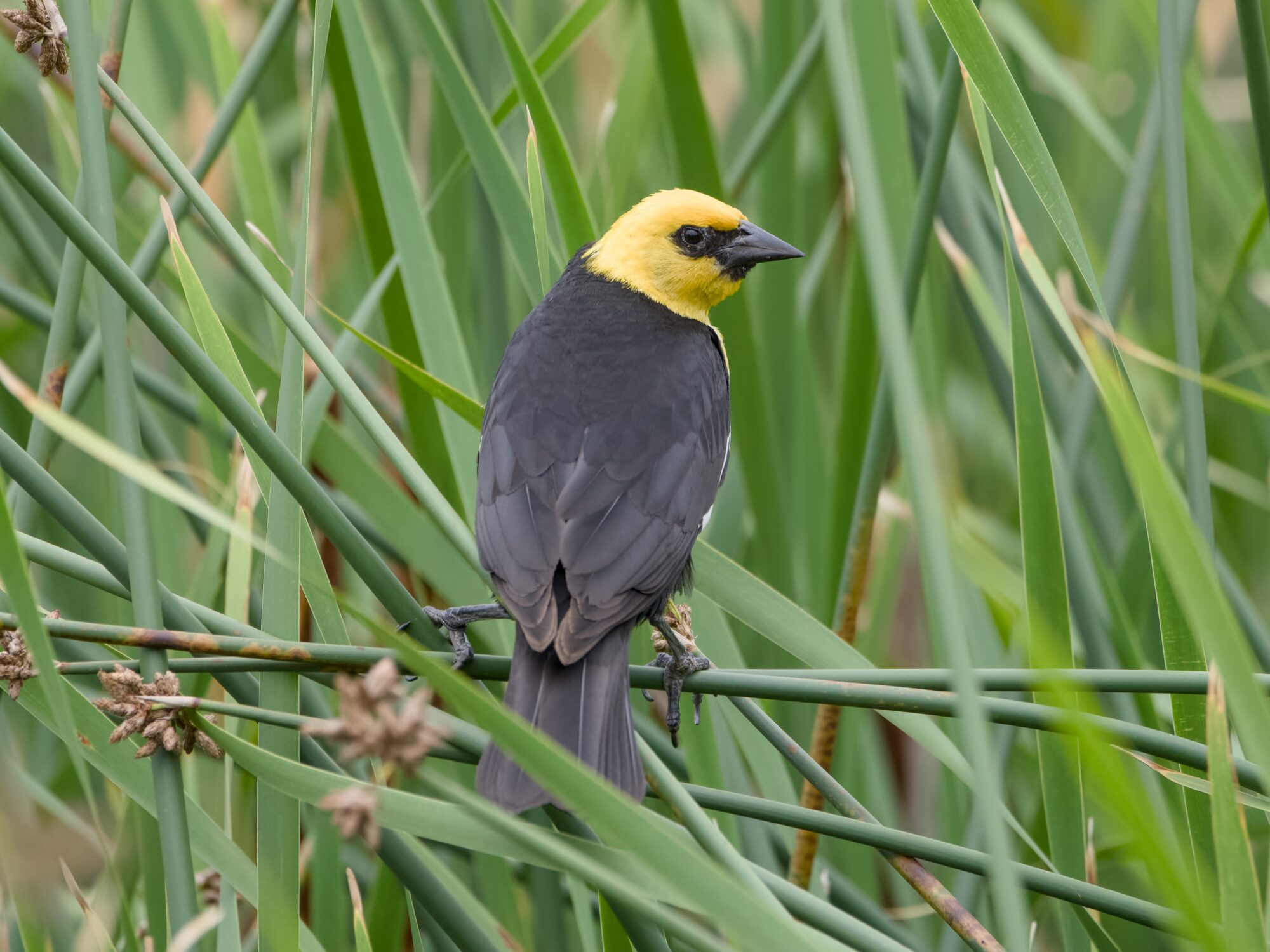 A male Yellow-headed Blackbird sitting amongst reeds