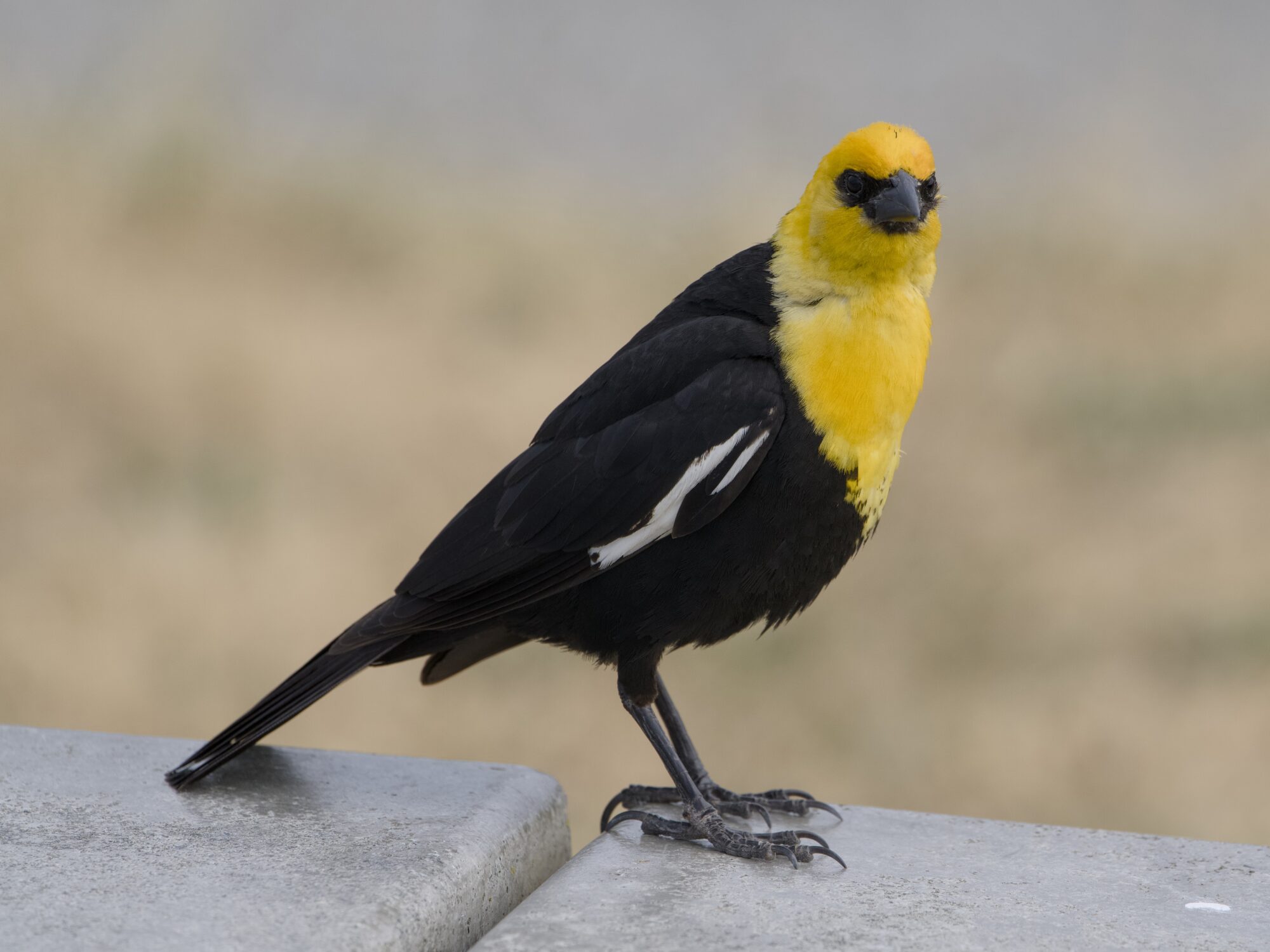 A male Yellow-headed Blackbird on a wooden table