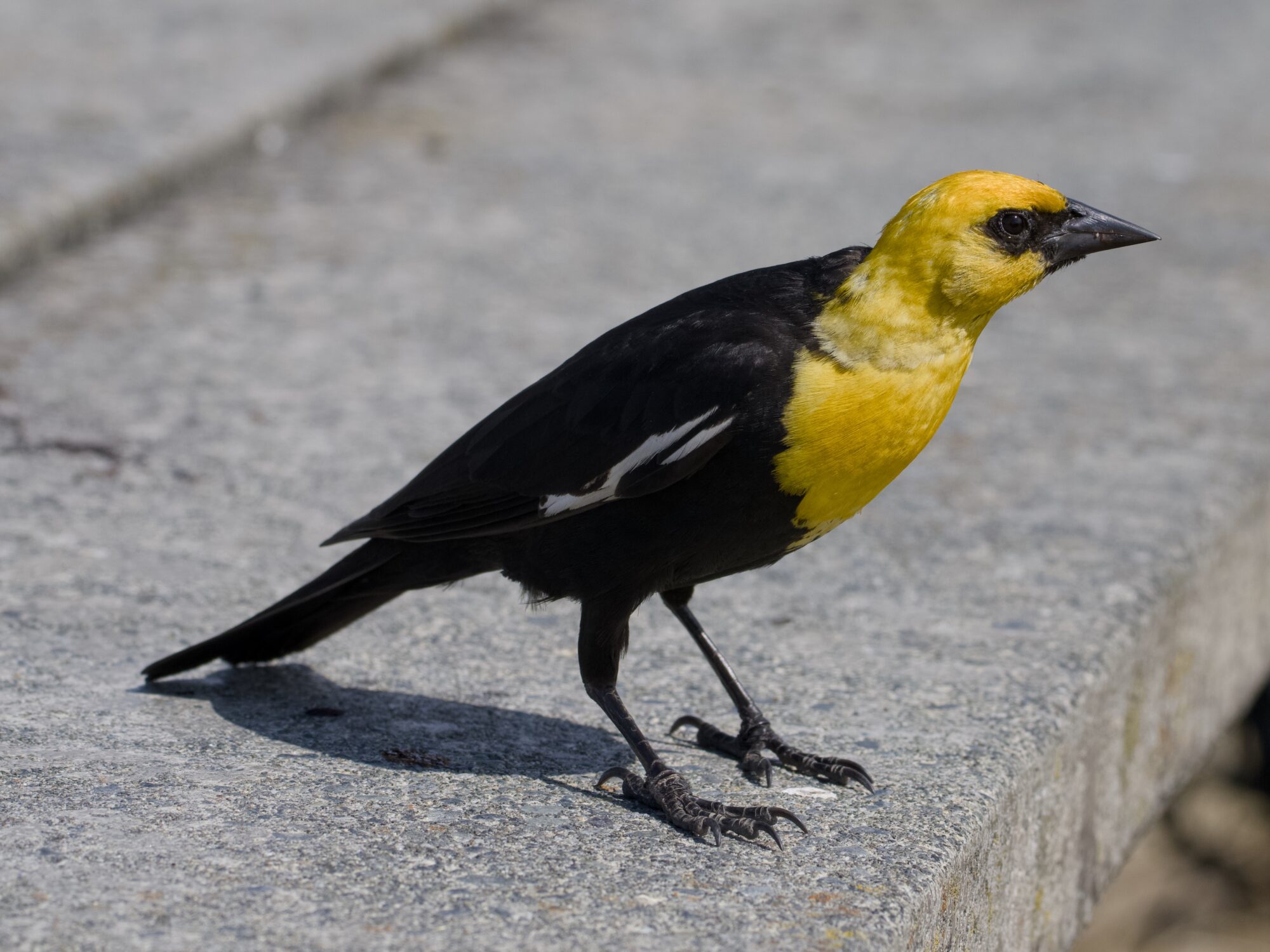 A male Yellow-headed Blackbird on a wooden table, leaning forward intently
