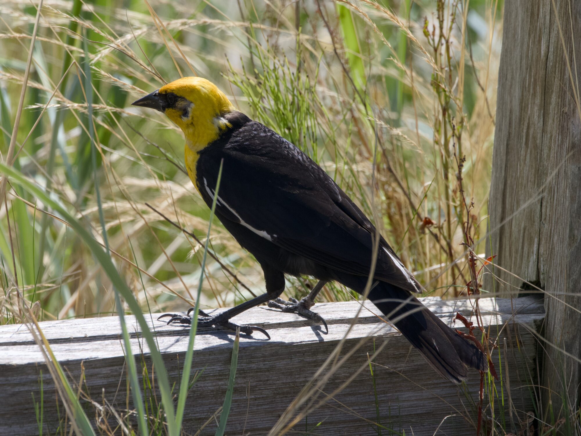 A male Yellow-headed Blackbird standing in a ground-level fence, surrounded by grasses and plants