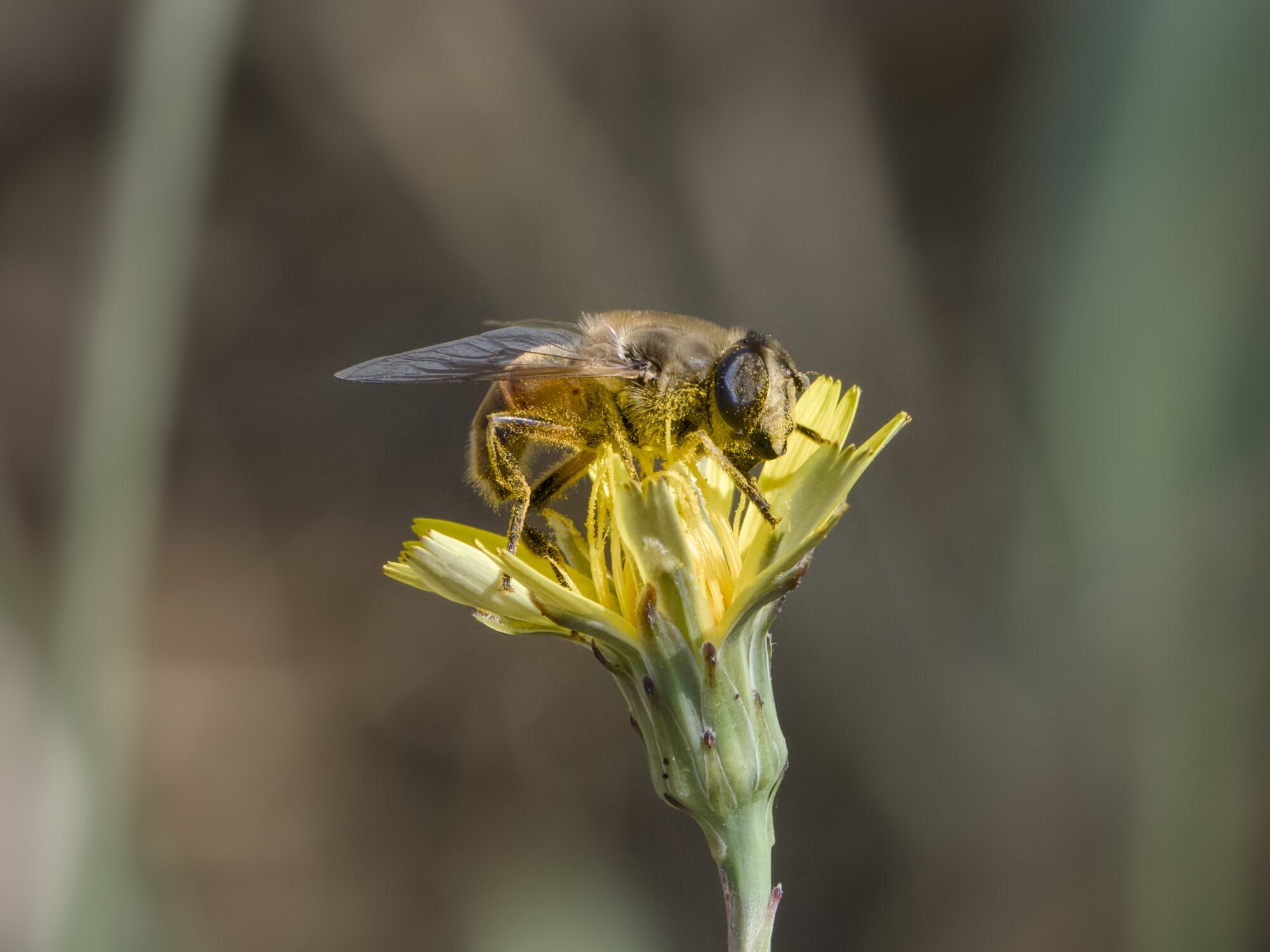 A fuzzy golden brown hoverfly on a dandelion