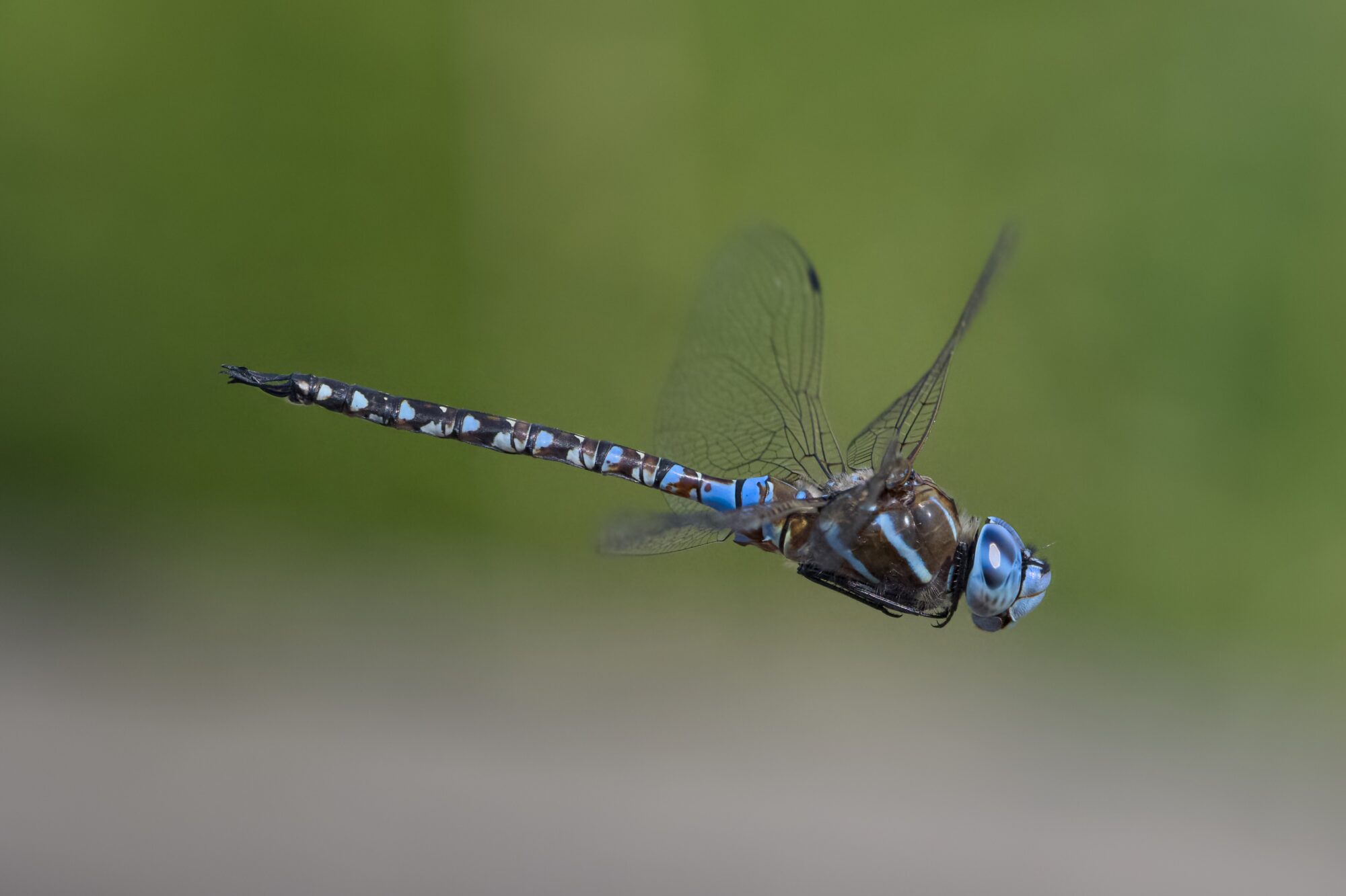 A Blue-eyed Darner -- a dragonfly with bright blue eyes and a mixed blue + brown body -- is hovering in midair